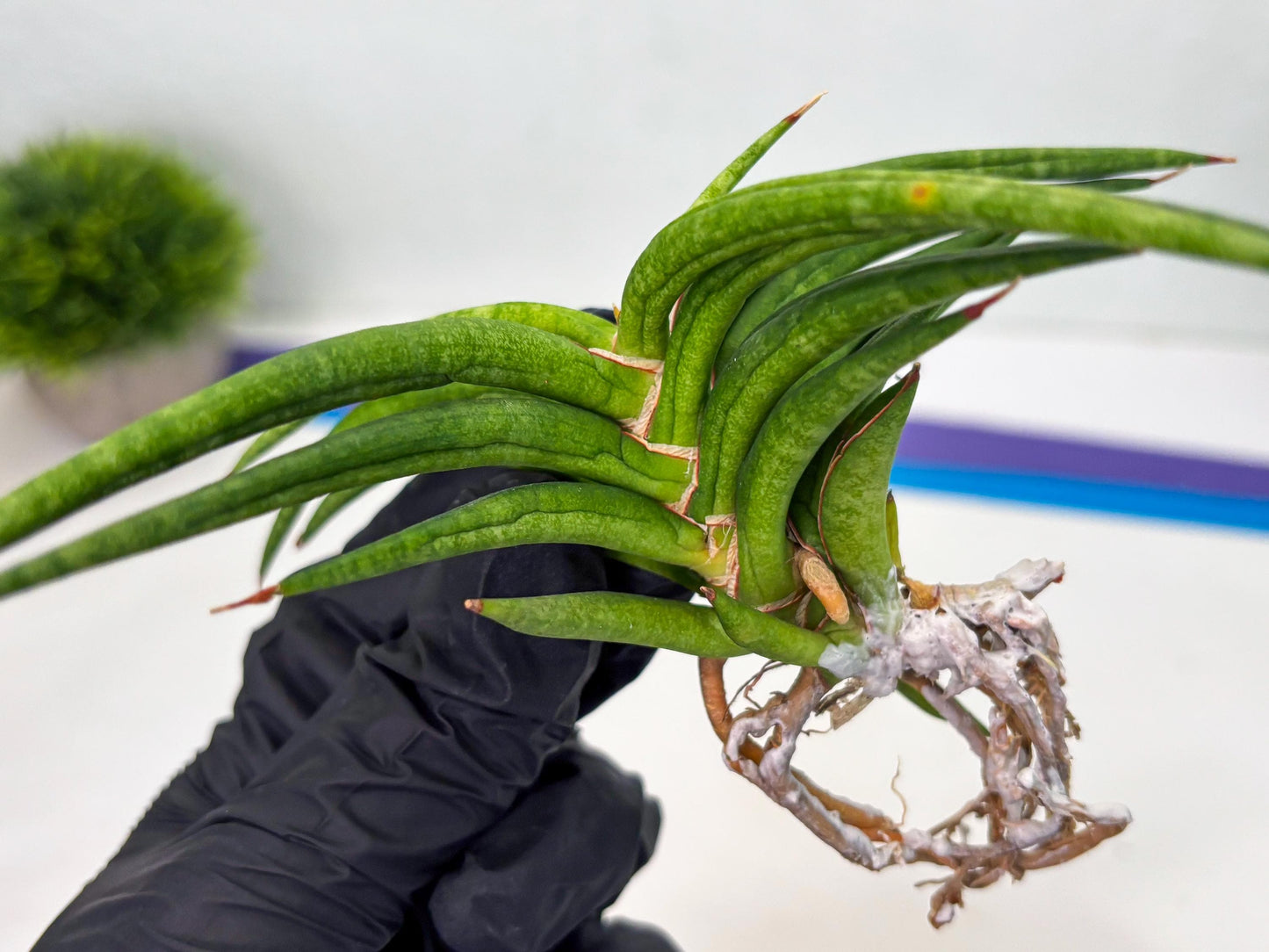 Sansevieria Black Bison (1) (cj3) | Rare House Plant