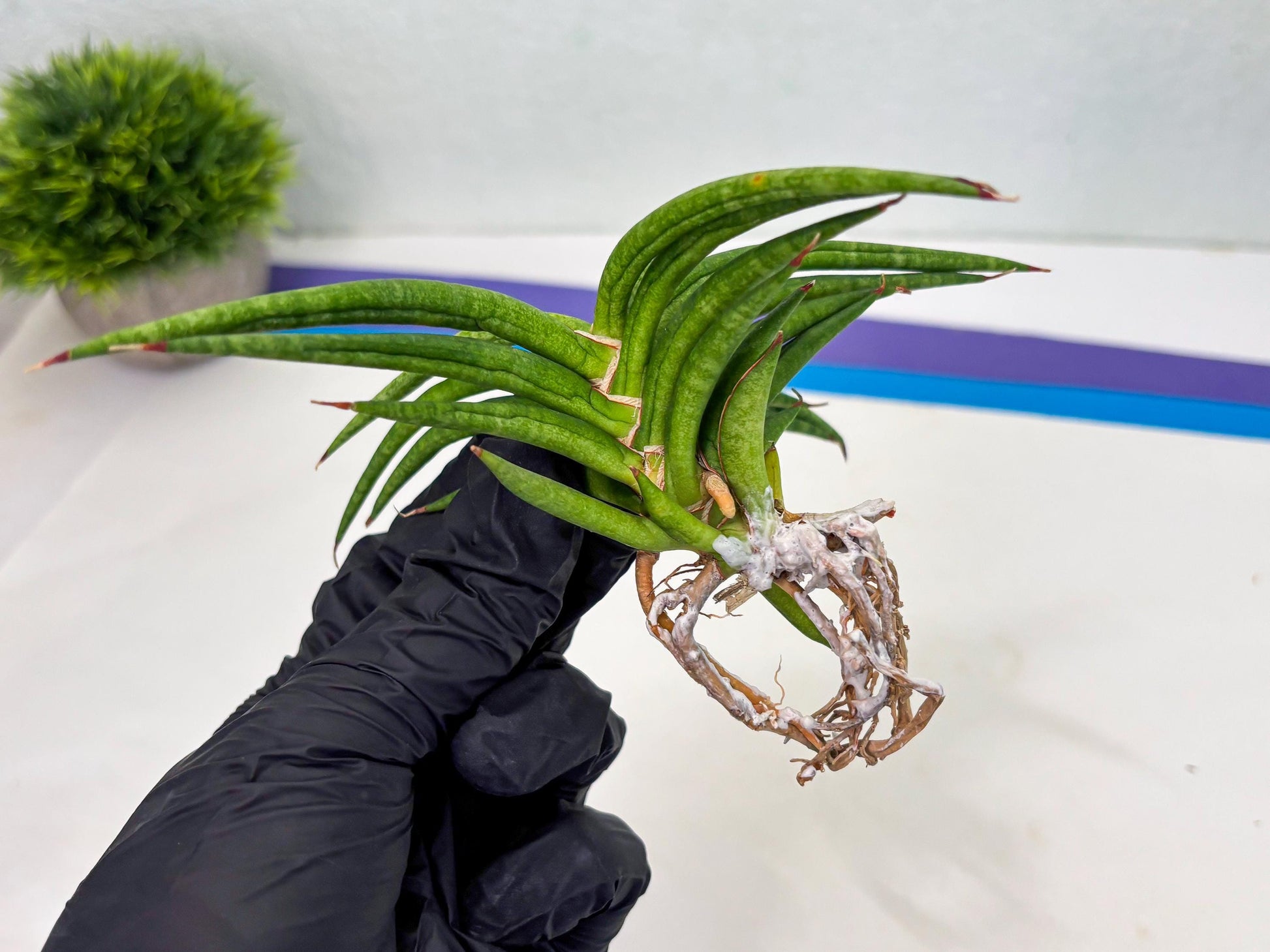 Sansevieria Black Bison (1) (cj3) | Rare House Plant