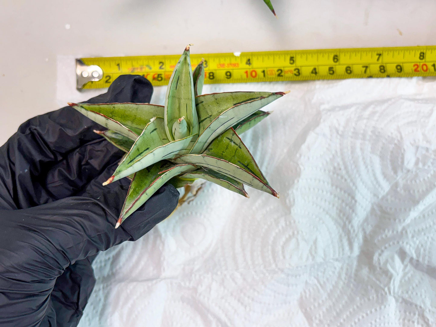 Sansevieria Ice Thorn (cj3) (2) | Rare Import