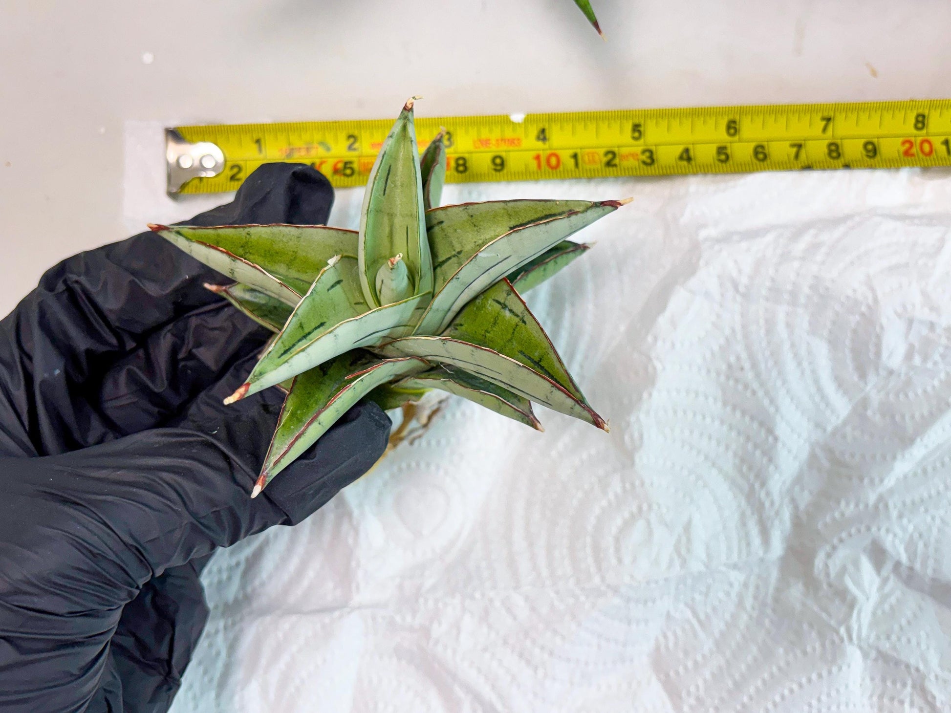 Sansevieria Ice Thorn (cj3) (2) | Rare Import