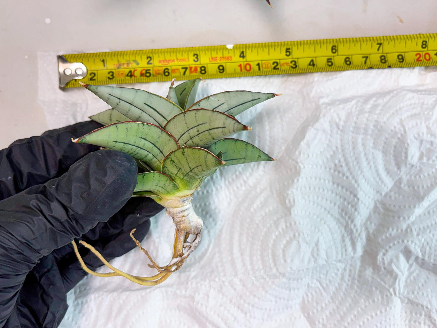 Sansevieria Ice Thorn (cj3) (2) | Rare Import