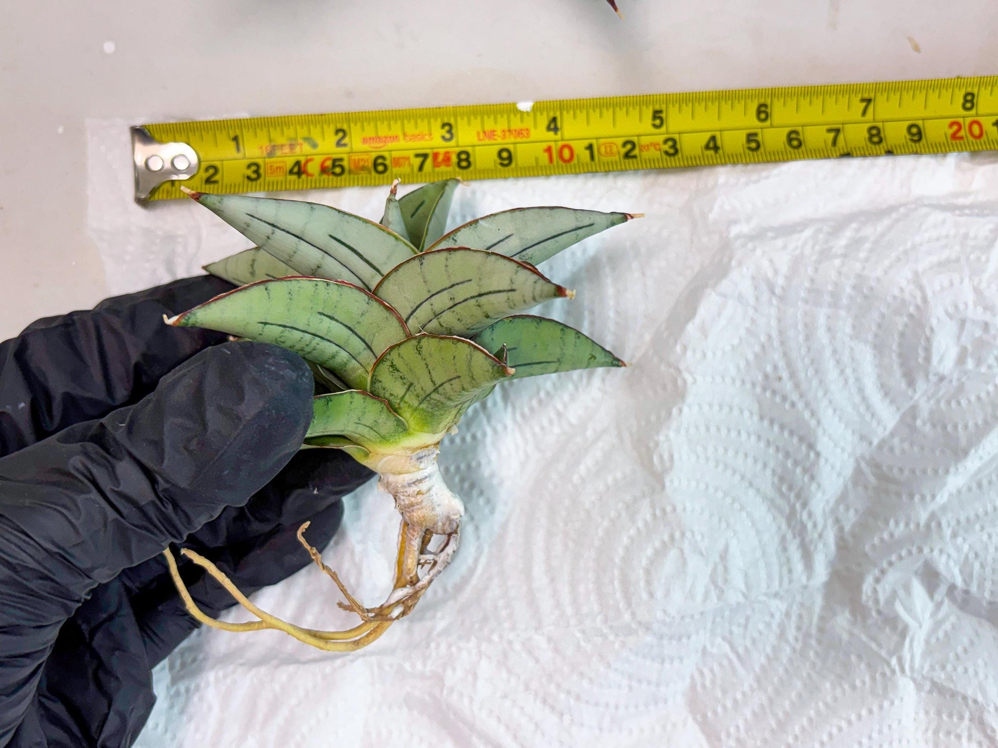 Sansevieria Ice Thorn (cj3) (2) | Rare Import