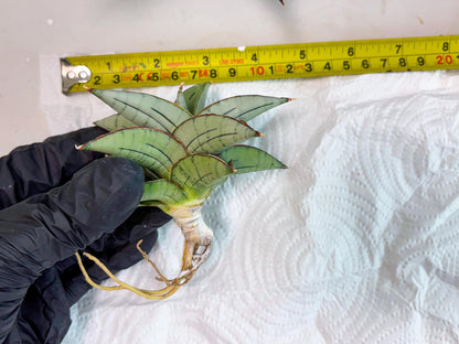 Sansevieria Ice Thorn (cj3) (2) | Rare Import