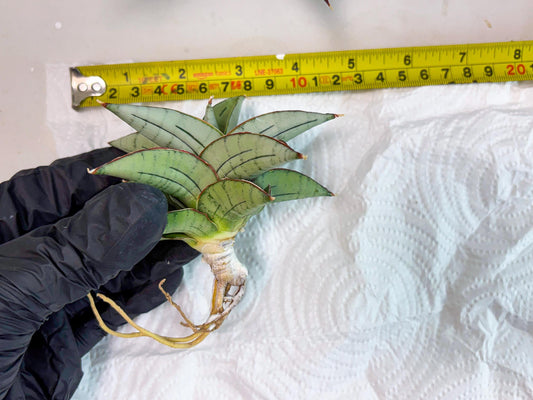 Sansevieria Ice Thorn (cj3) (2) | Rare Import