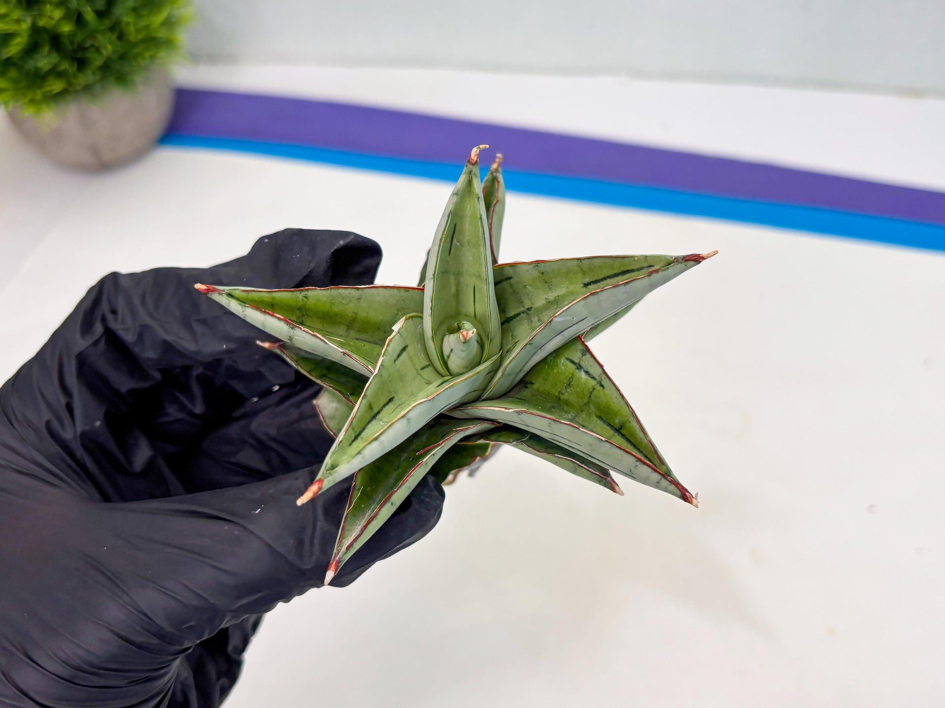 Sansevieria Ice Thorn (cj3) (2) | Rare Import