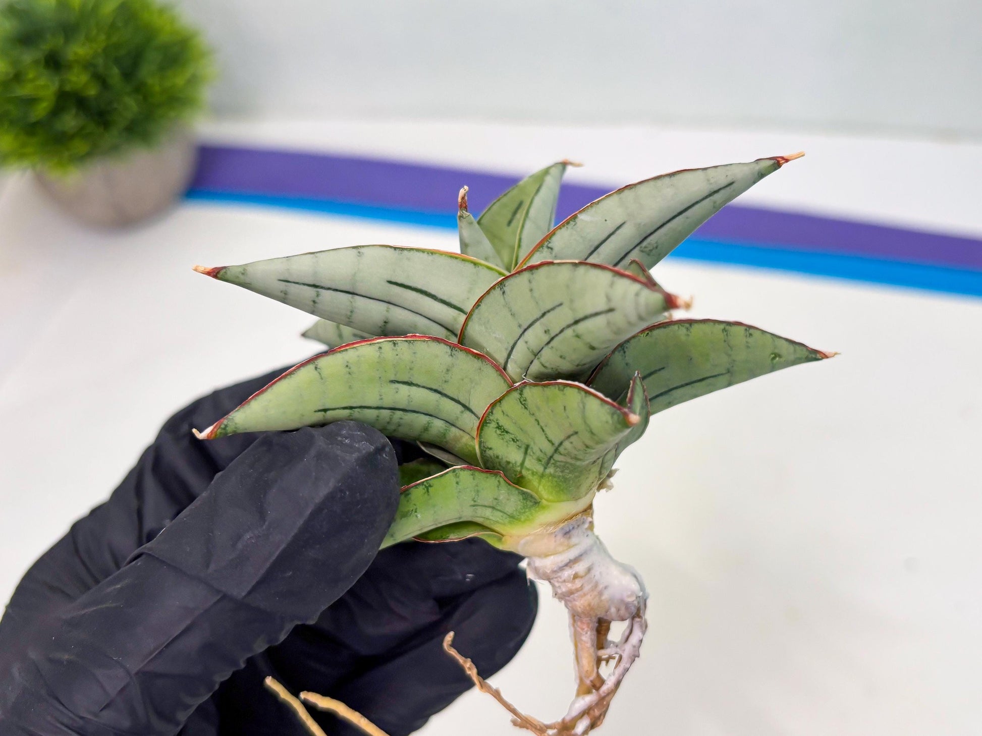Sansevieria Ice Thorn (cj3) (2) | Rare Import