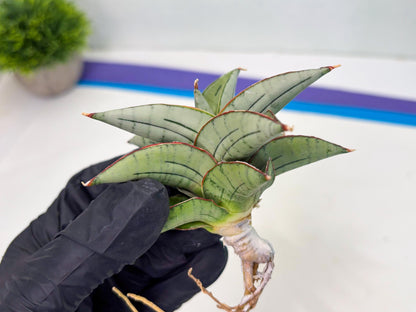 Sansevieria Ice Thorn (cj3) (2) | Rare Import