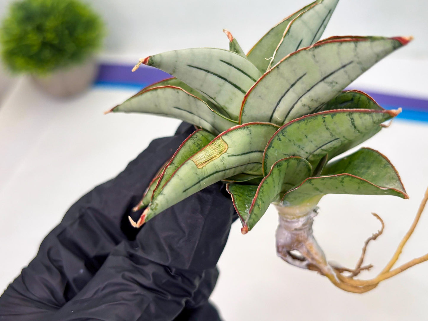 Sansevieria Ice Thorn (cj3) (2) | Rare Import