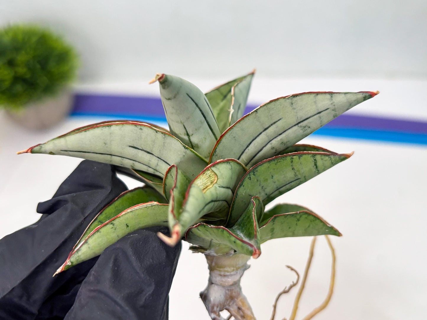 Sansevieria Ice Thorn (cj3) (2) | Rare Import