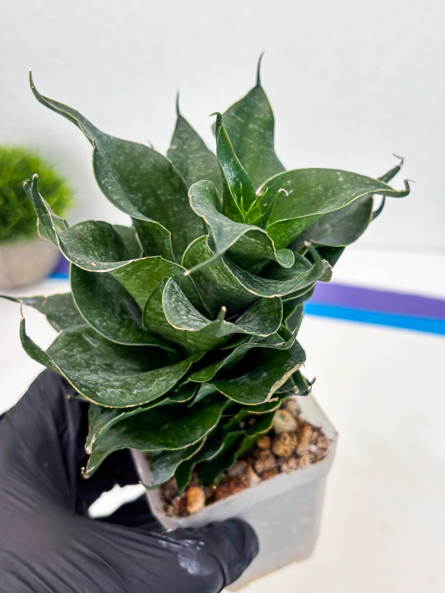 Sansevieria Black Phoenix (cj3) (10) | New Imported Hybrids