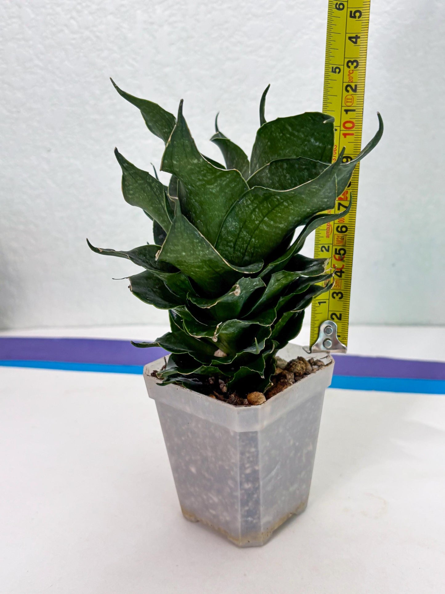 Sansevieria Black Phoenix (cj3) (10) | New Imported Hybrids