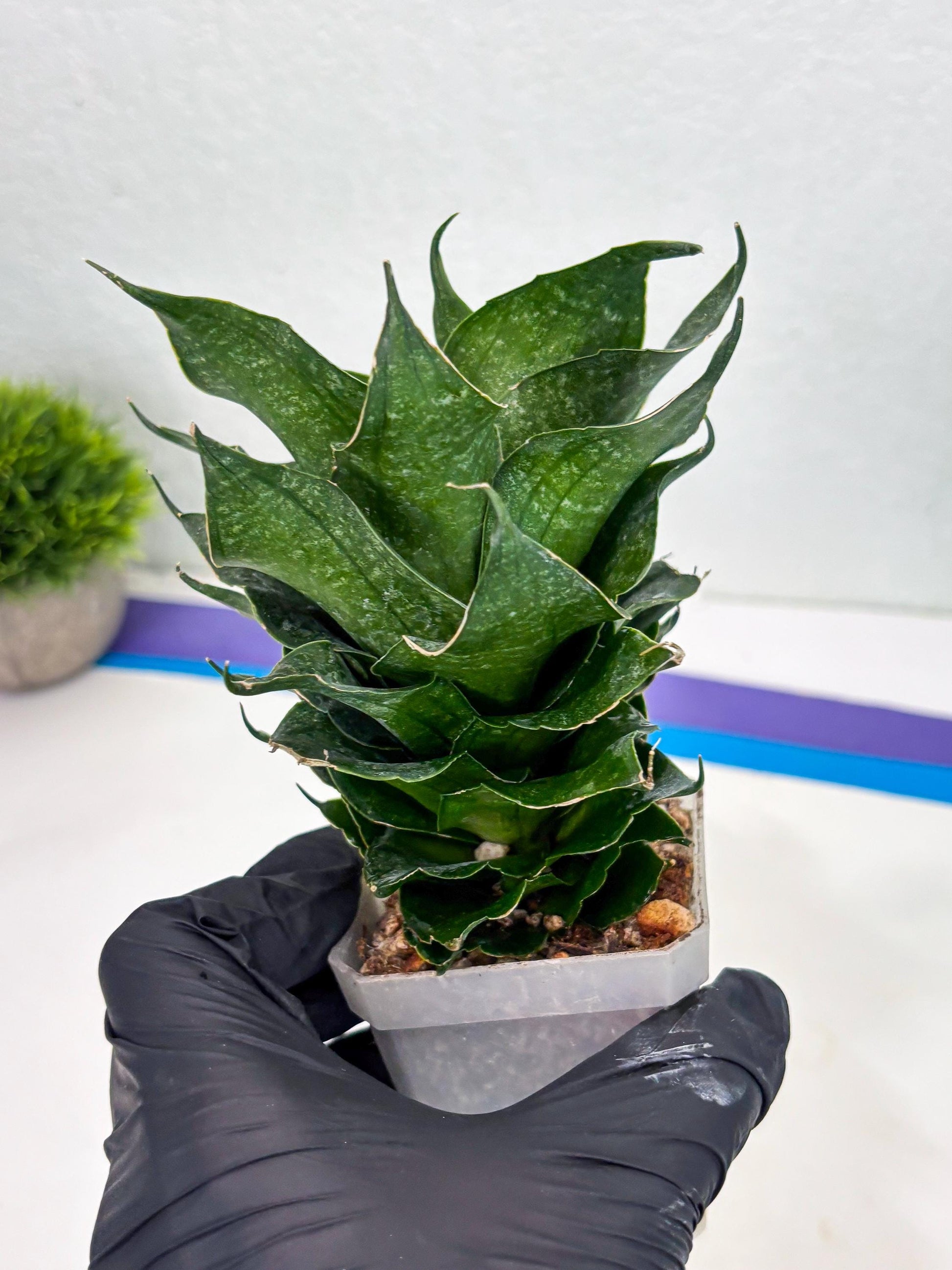 Sansevieria Black Phoenix (cj3) (10) | New Imported Hybrids