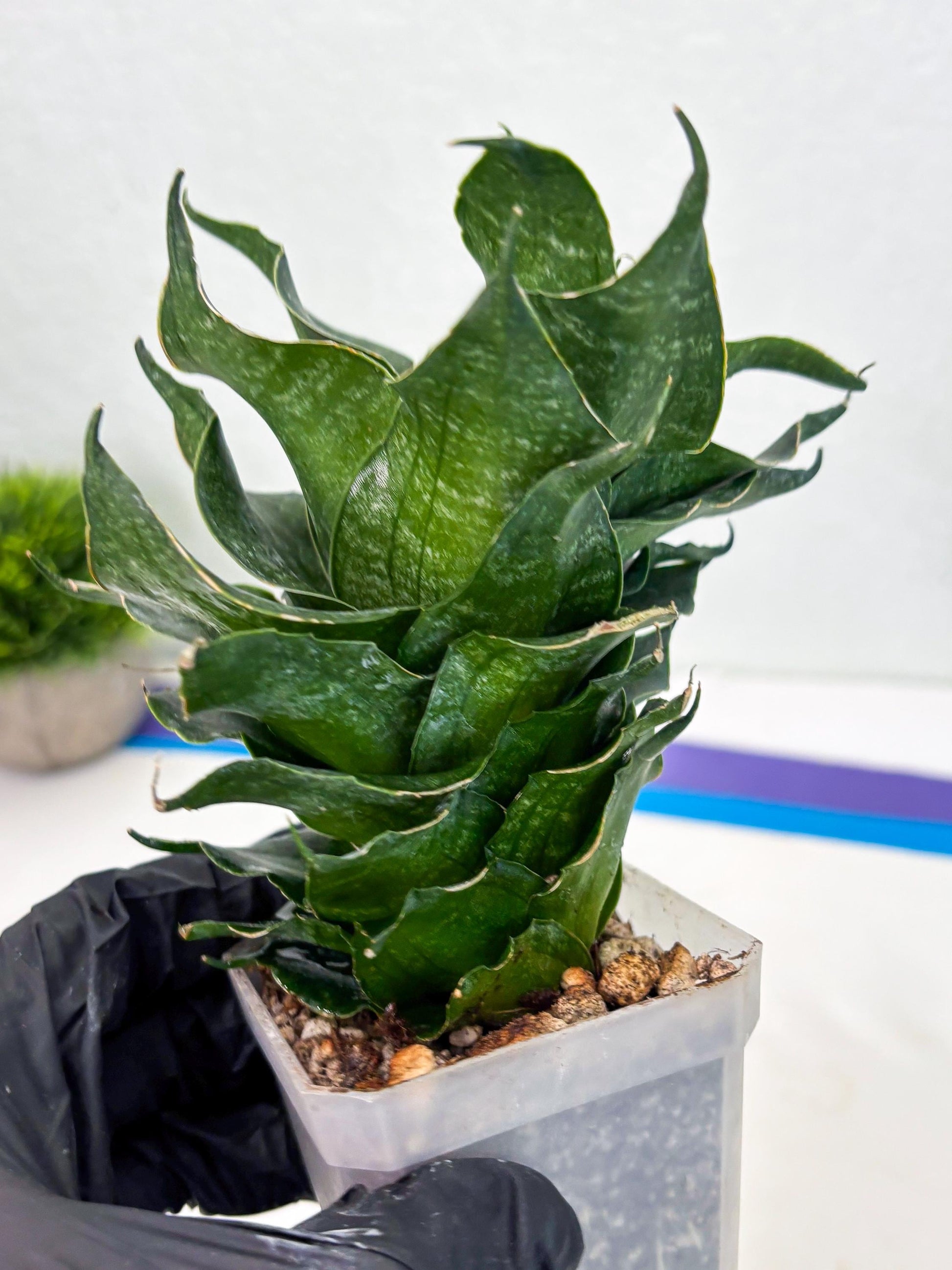 Sansevieria Black Phoenix (cj3) (10) | New Imported Hybrids