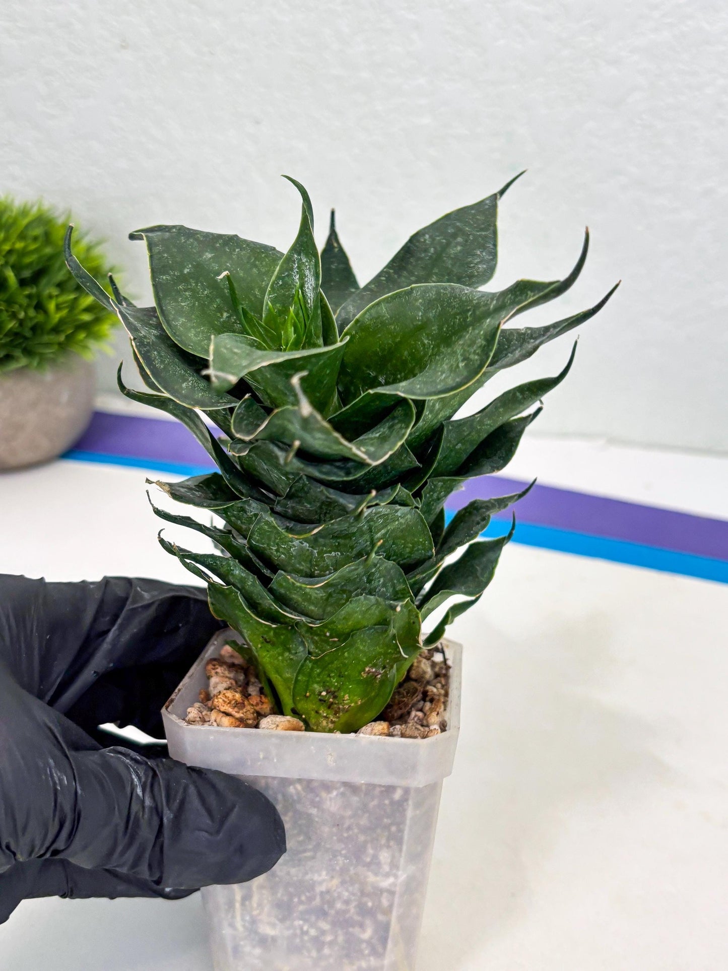 Sansevieria Black Phoenix (cj3) (10) | New Imported Hybrids