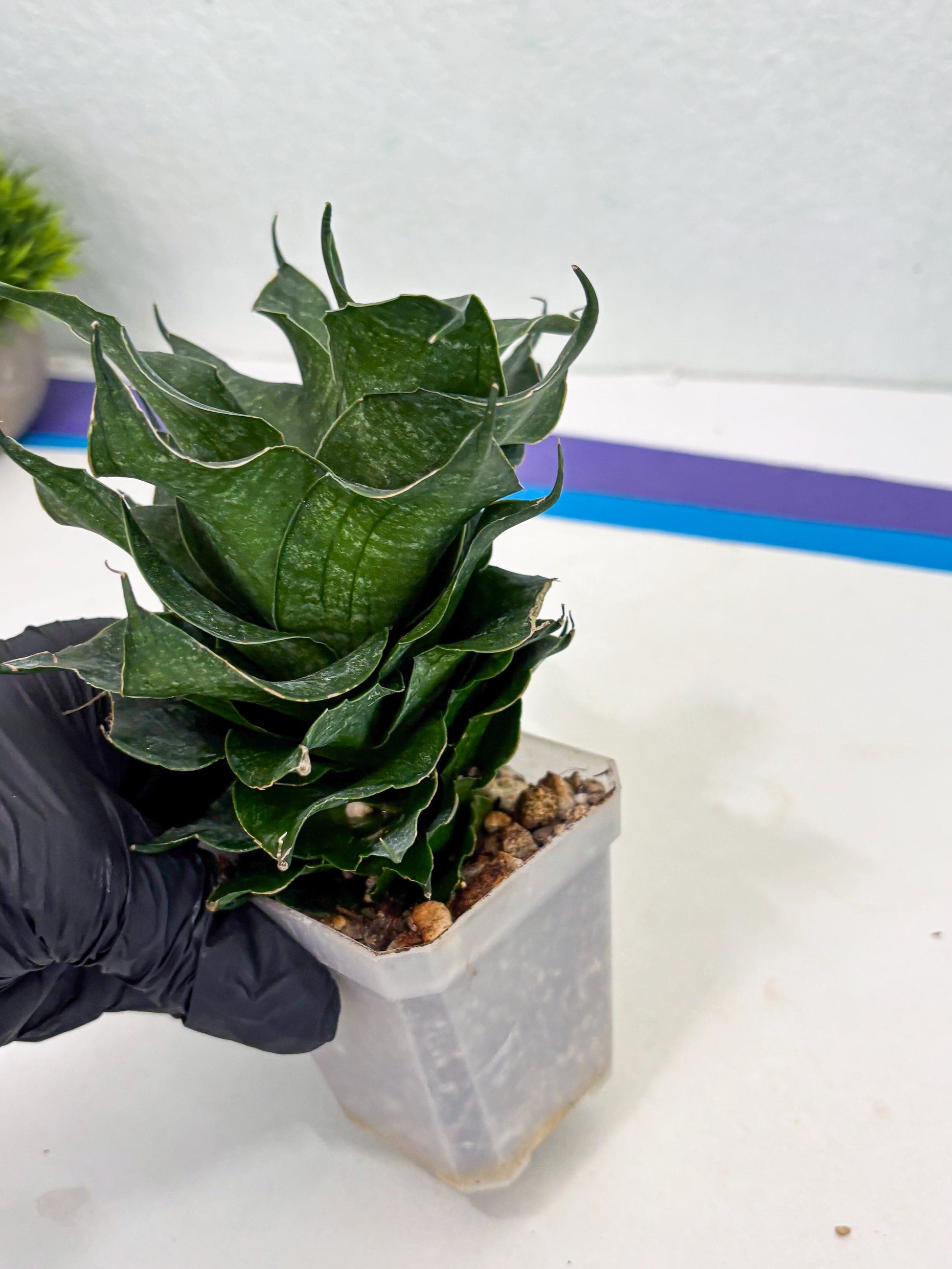 Sansevieria Black Phoenix (cj3) (10) | New Imported Hybrids