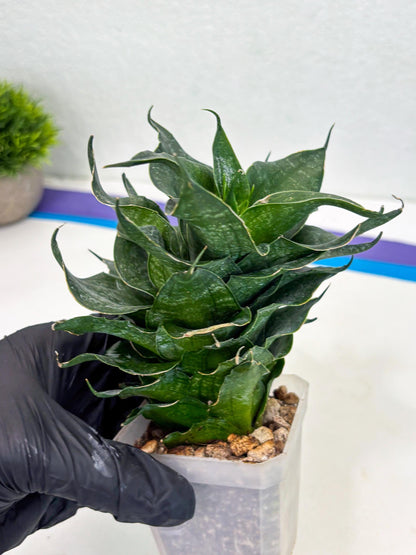 Sansevieria Black Phoenix (cj3) (10) | New Imported Hybrids