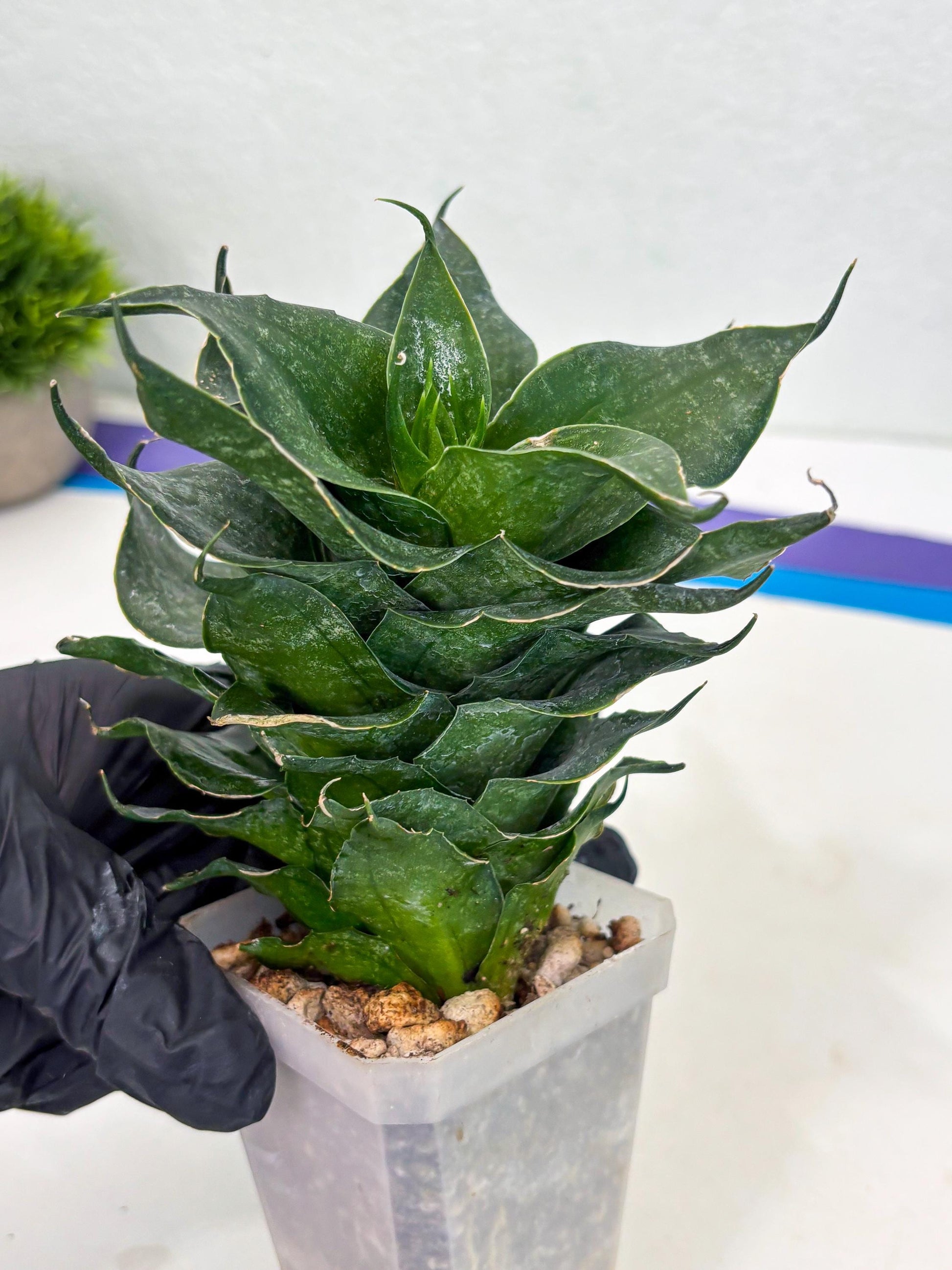 Sansevieria Black Phoenix (cj3) (10) | New Imported Hybrids