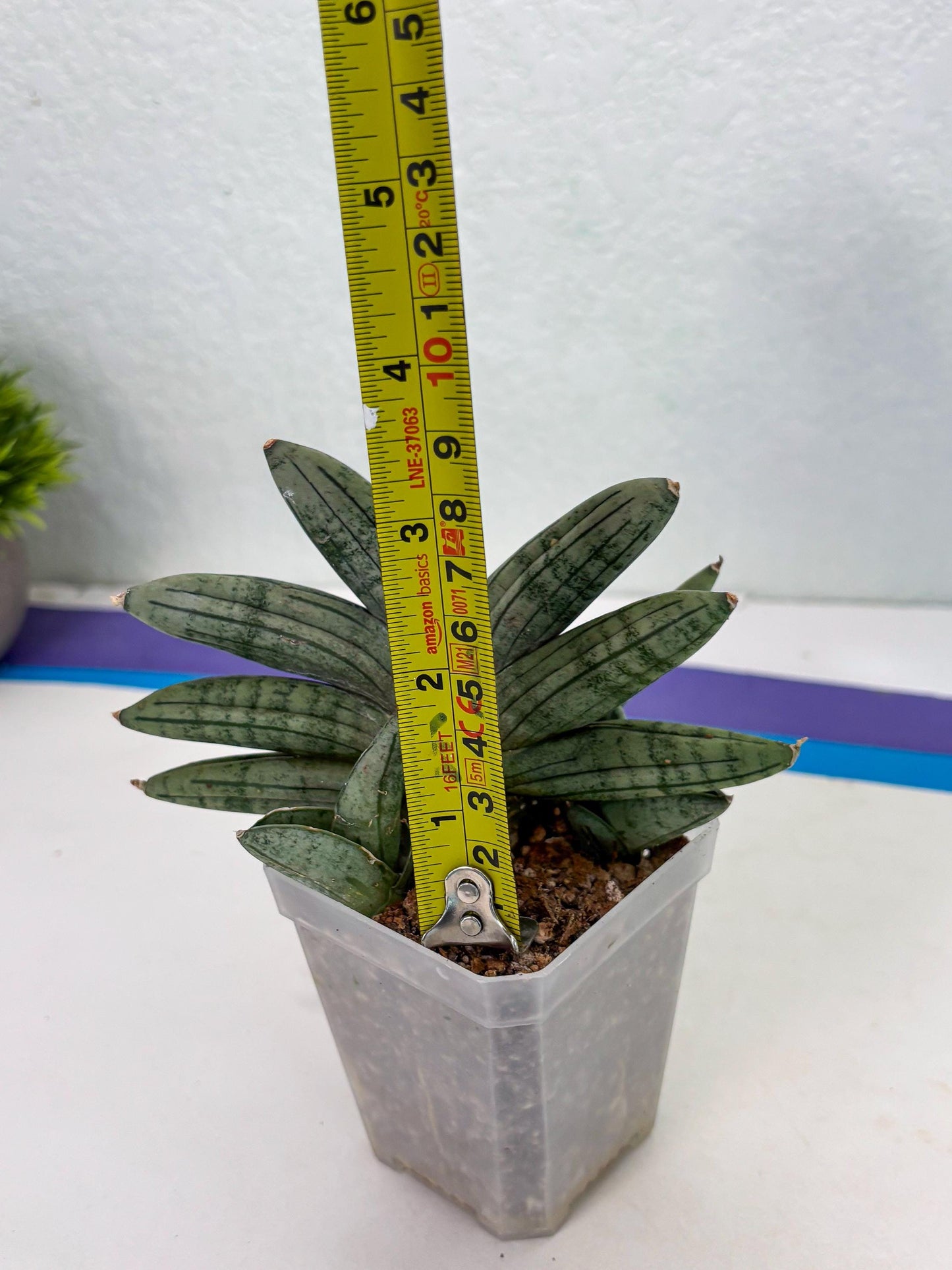 Sansevieria Melon (cj3) (12) | Rare Hybrids