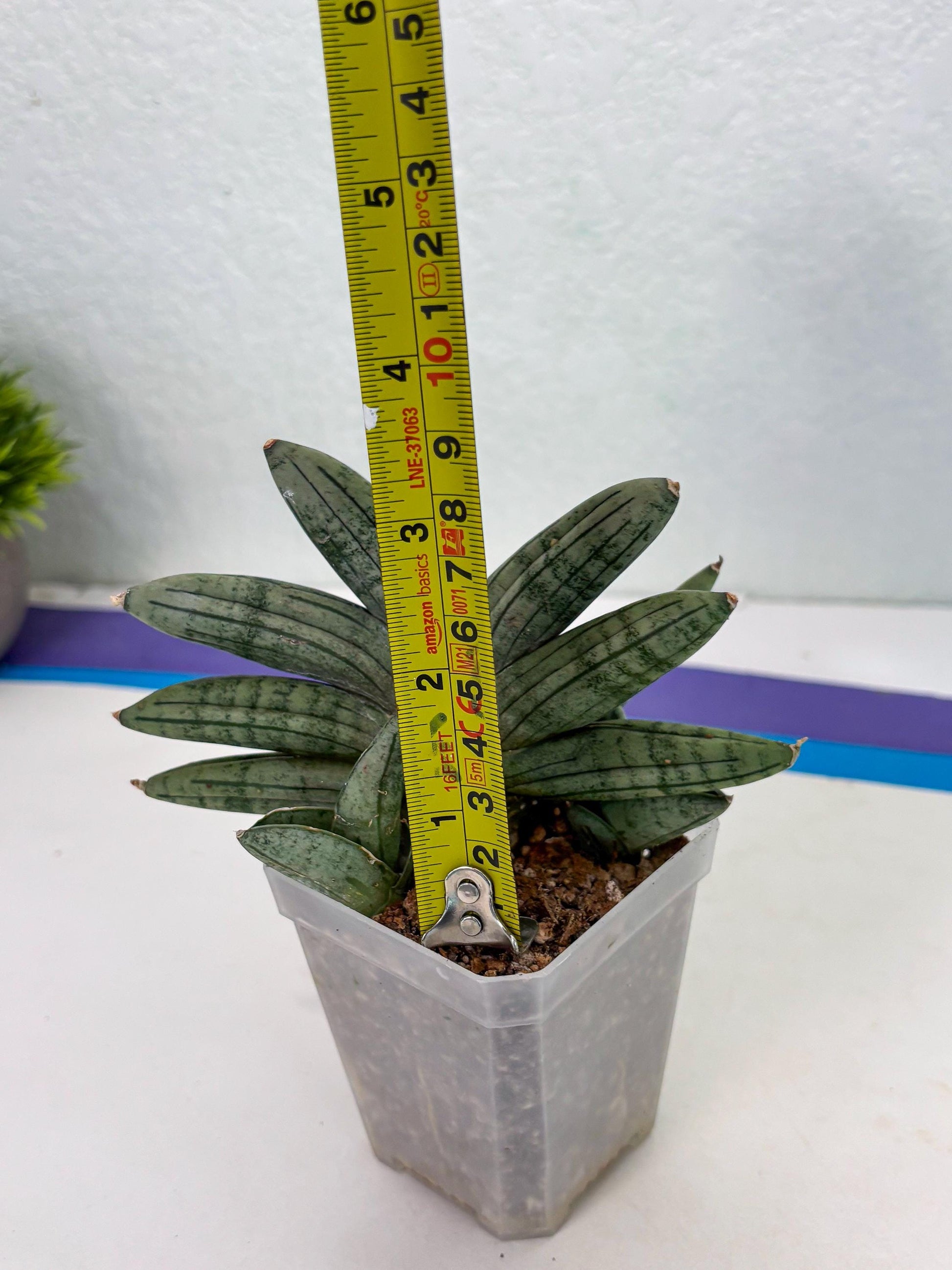 Sansevieria Melon (cj3) (12) | Rare Hybrids