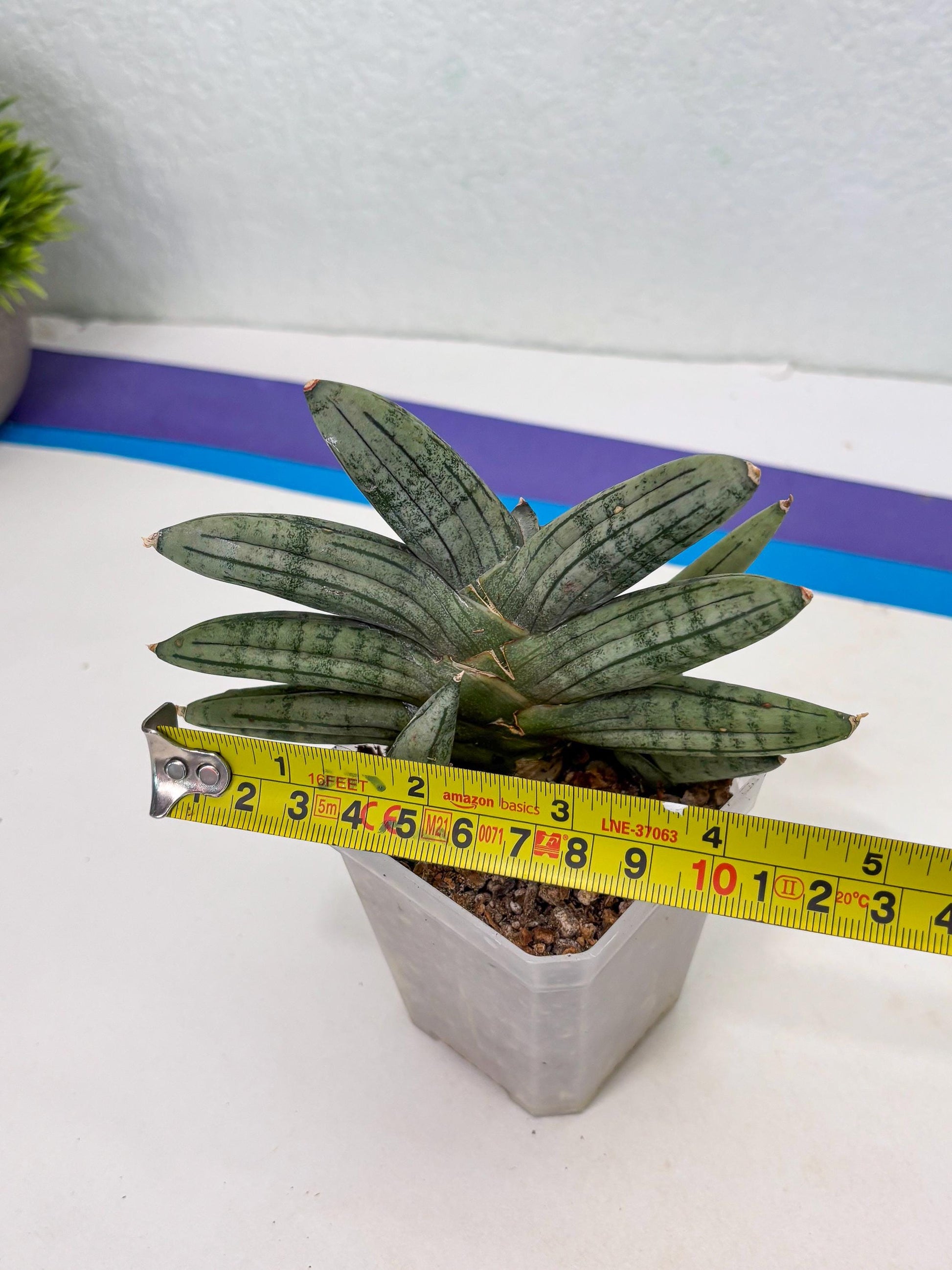 Sansevieria Melon (cj3) (12) | Rare Hybrids