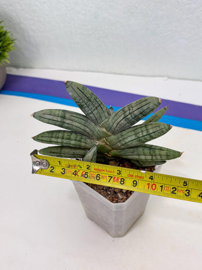 Sansevieria Melon (cj3) (12) | Rare Hybrids