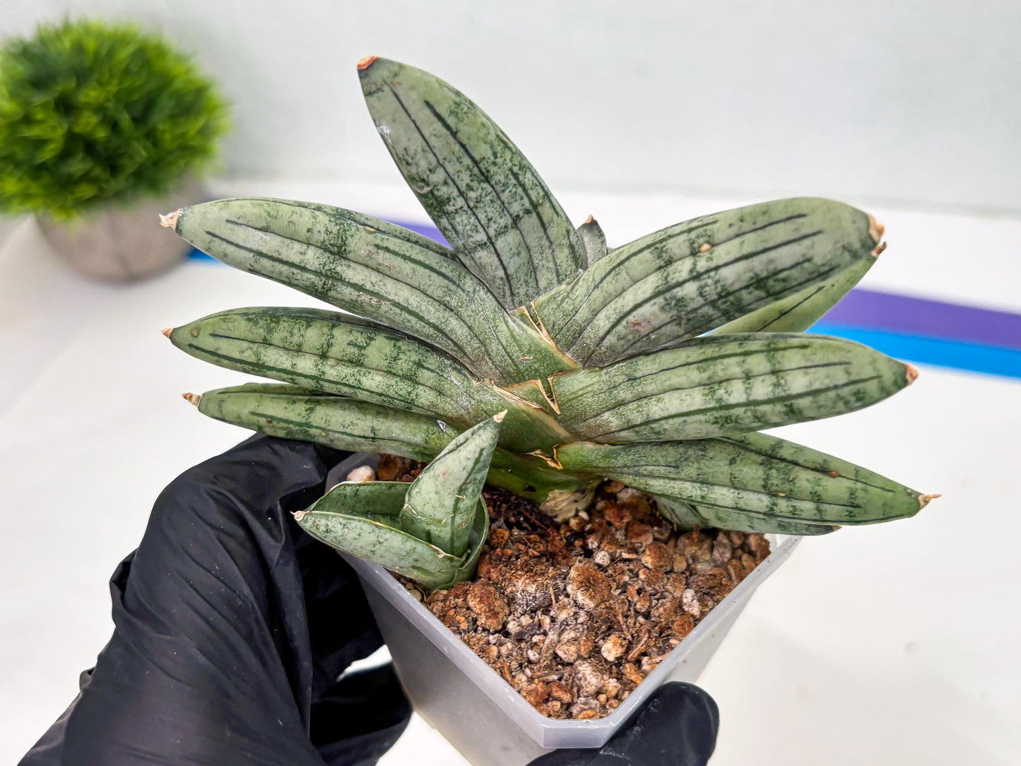 Sansevieria Melon (cj3) (12) | Rare Hybrids