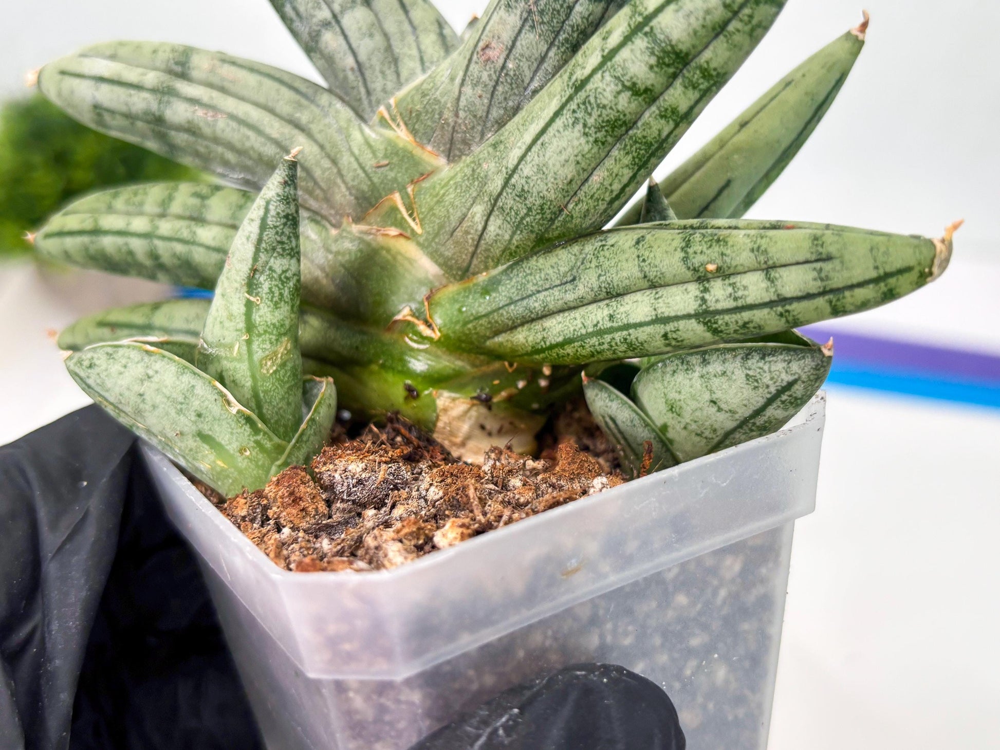 Sansevieria Melon (cj3) (12) | Rare Hybrids