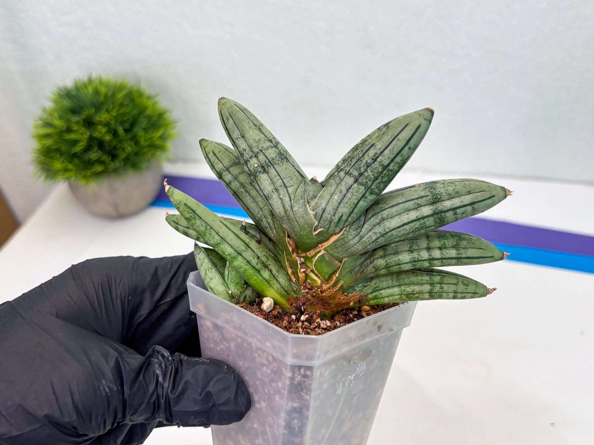 Sansevieria Melon (cj3) (12) | Rare Hybrids