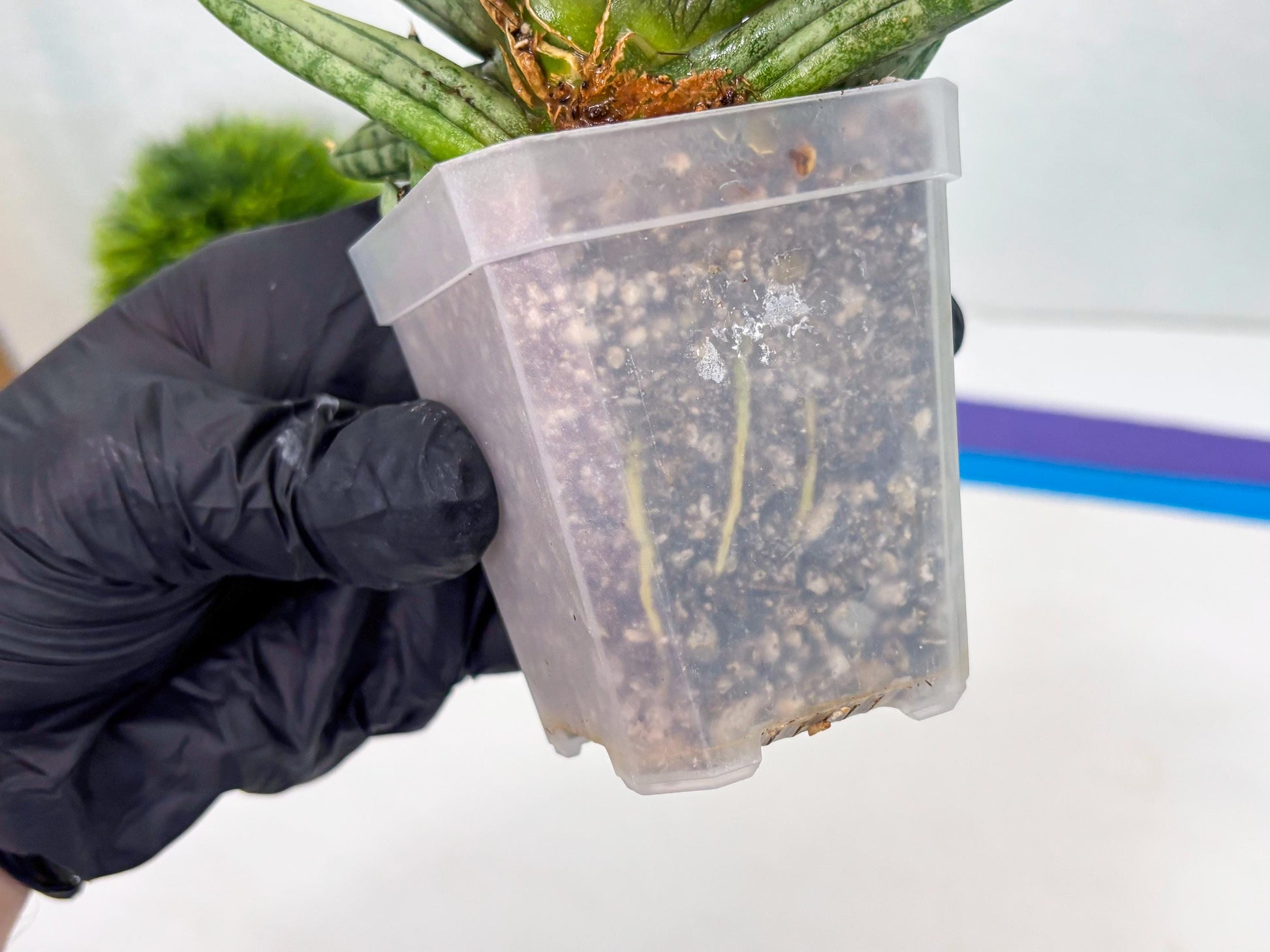 Sansevieria Melon (cj3) (12) | Rare Hybrids