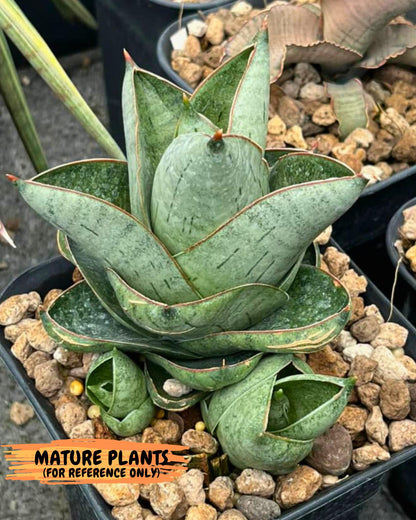 Sansevieria Jumbo (ca1) (10) | Rare Import