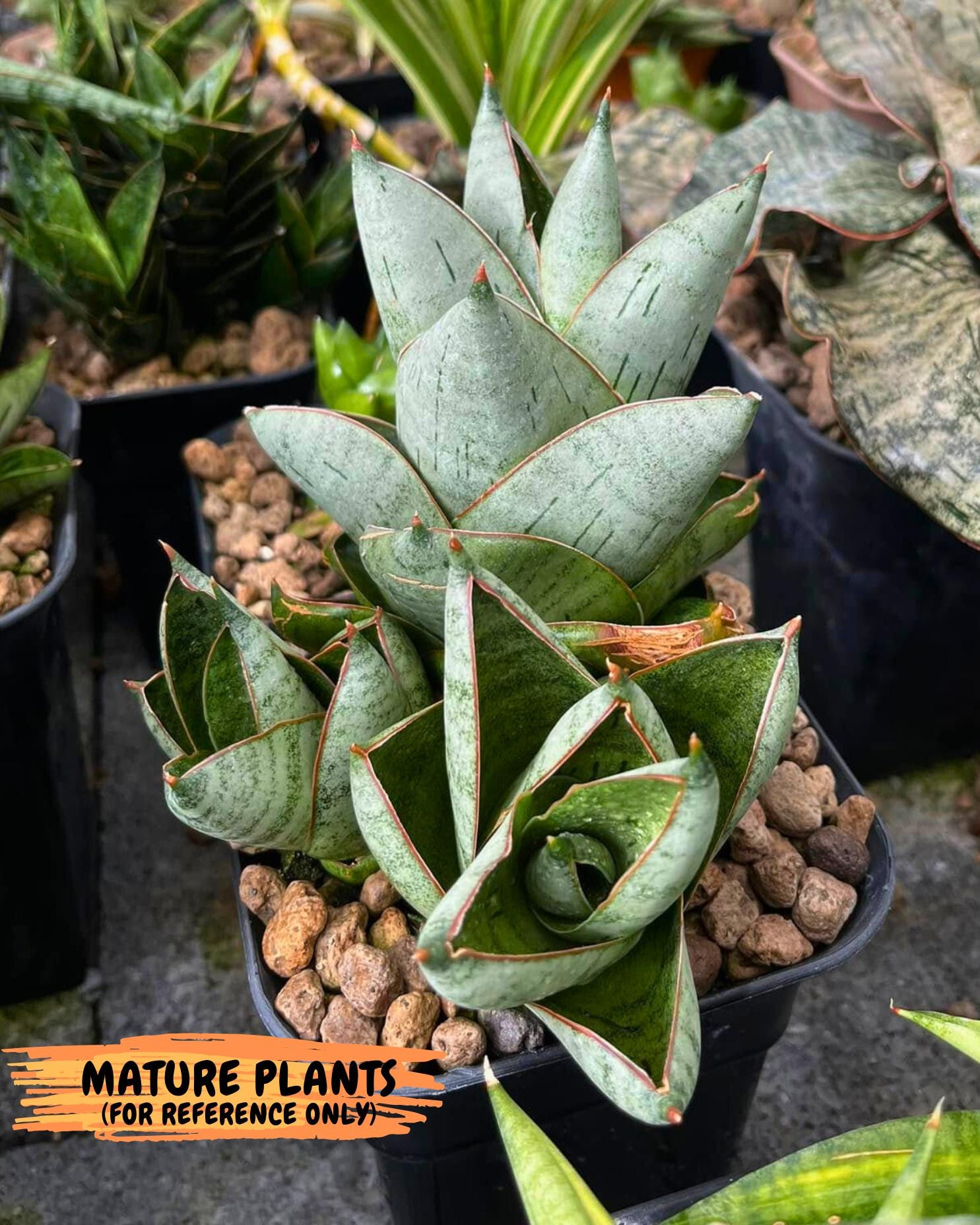 Sansevieria Jumbo (ca1) (10) | Rare Import