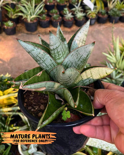 Sansevieria Jumbo (ca1) (10) | Rare Import
