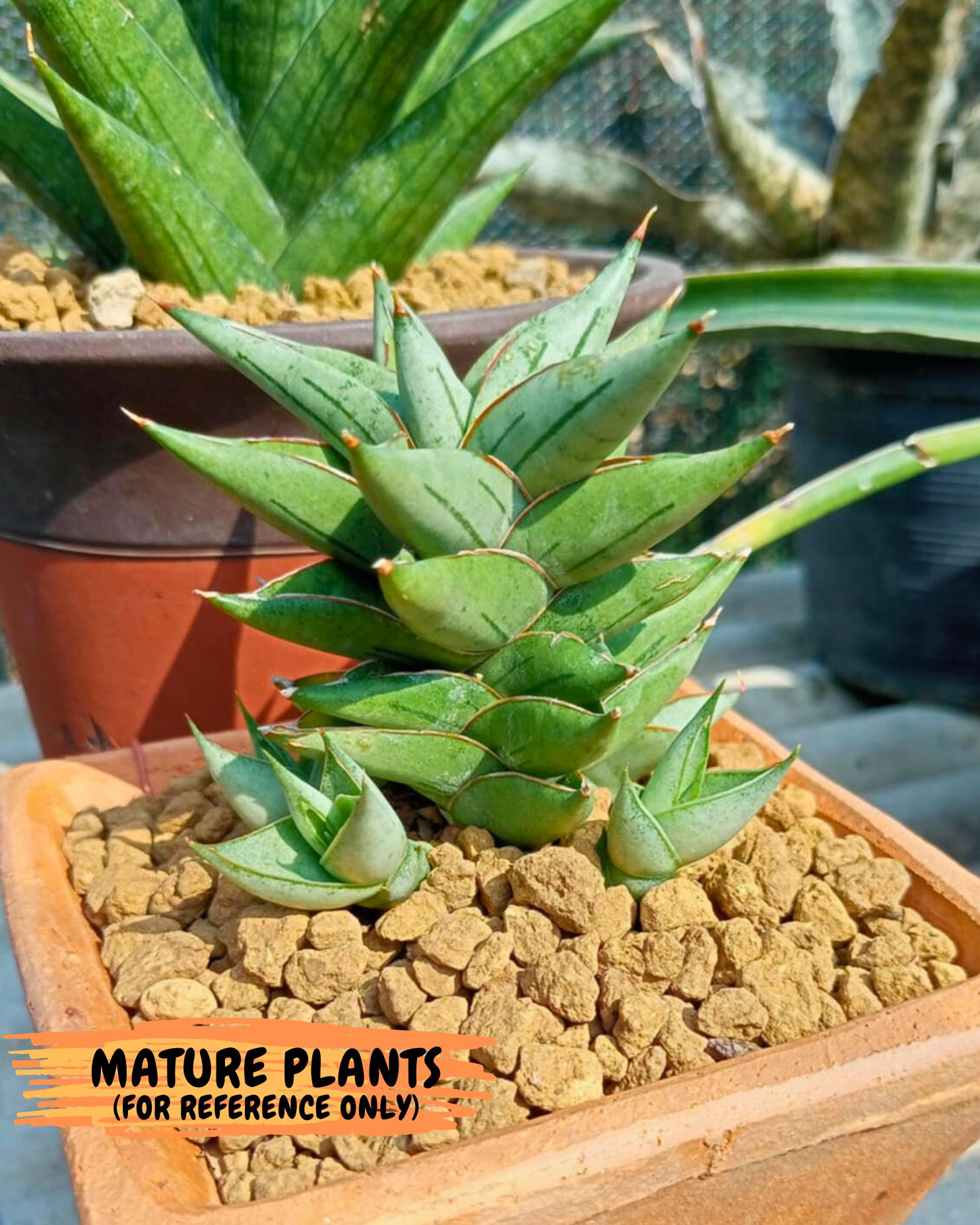 Sansevieria Protron (cj4) (3) | Rare Import