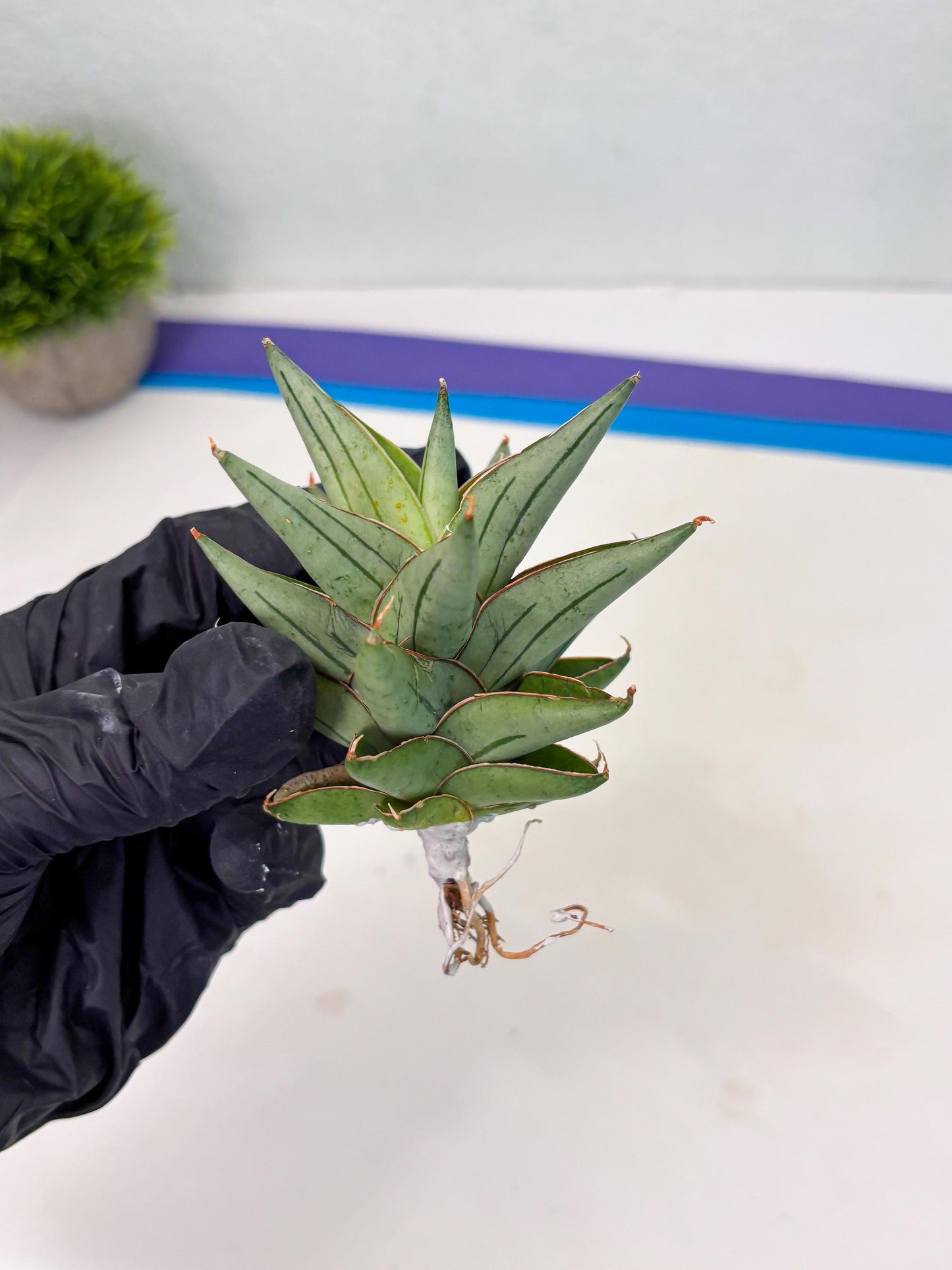 Sansevieria Protron (cj4) (3) | Rare Import