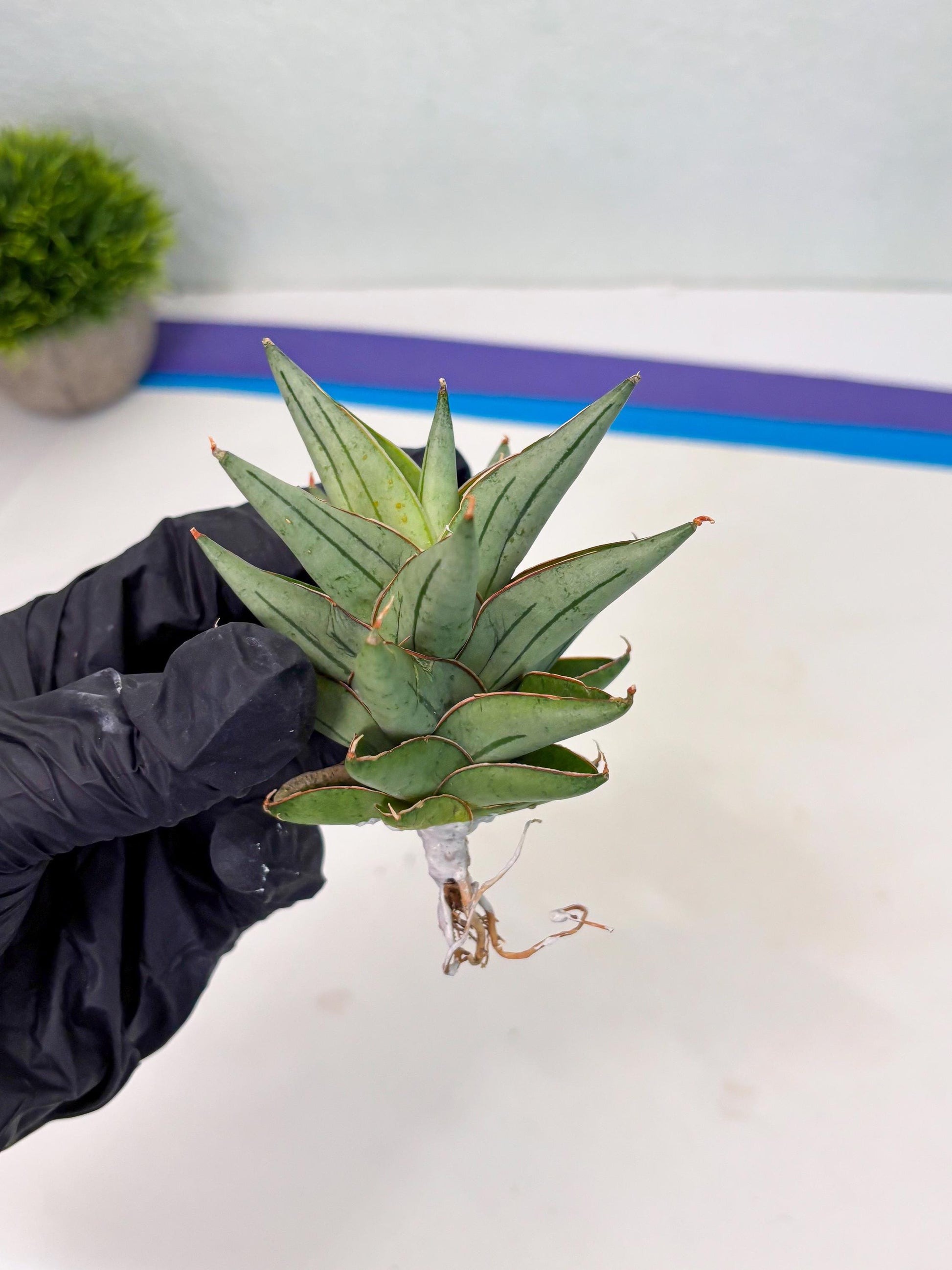 Sansevieria Protron (cj4) (3) | Rare Import