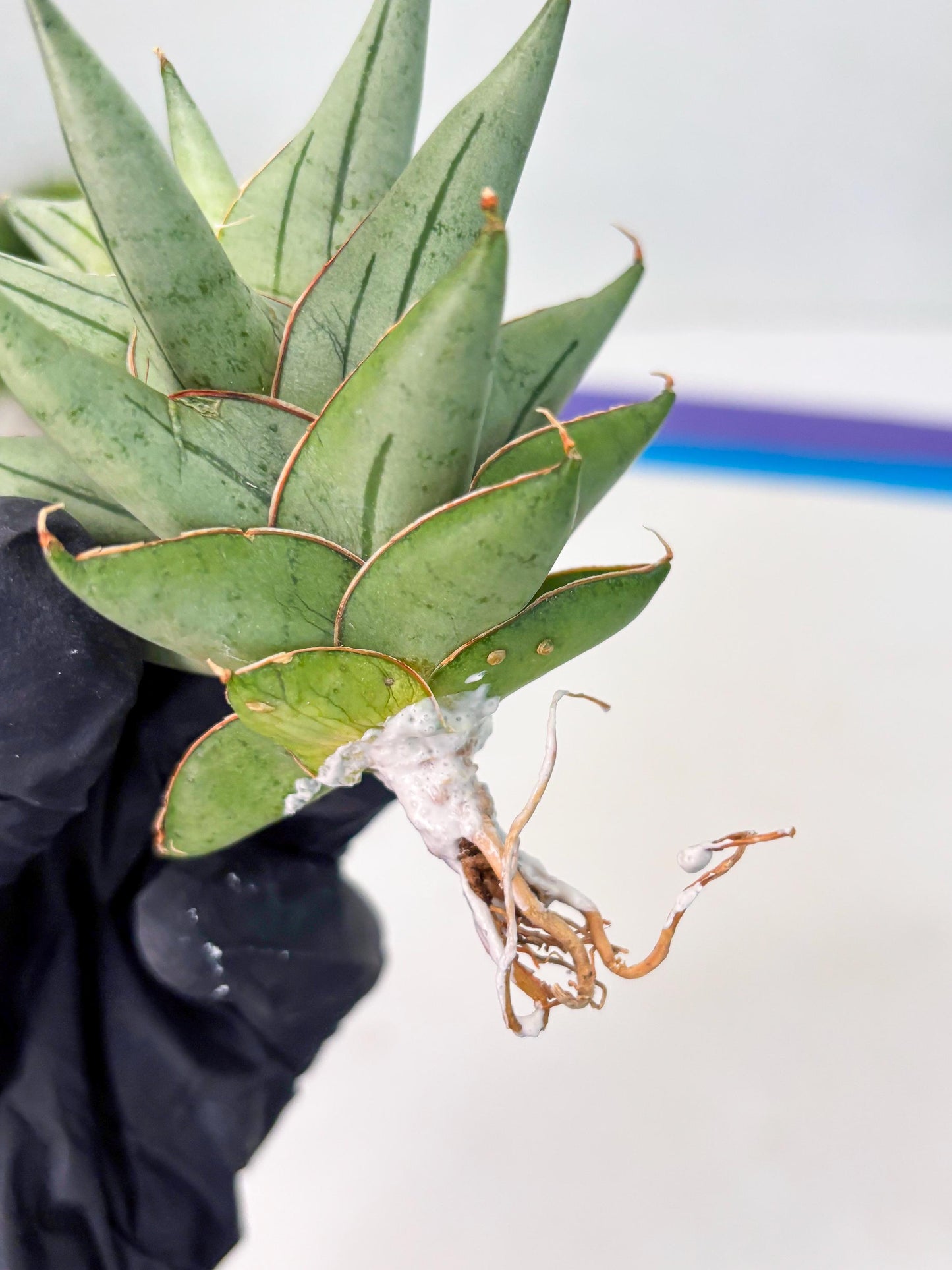 Sansevieria Protron (cj4) (3) | Rare Import