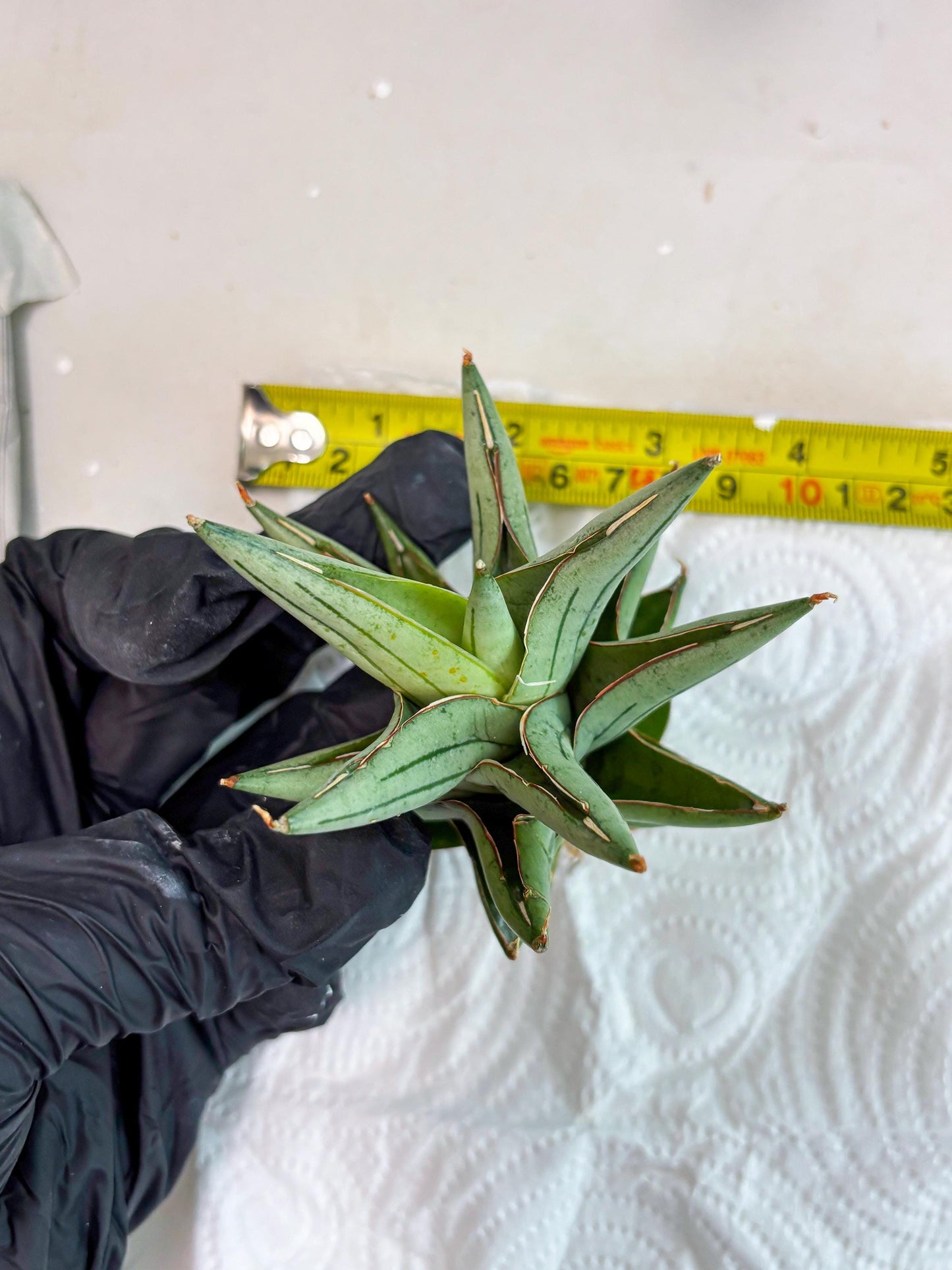 Sansevieria Protron (cj4) (3) | Rare Import