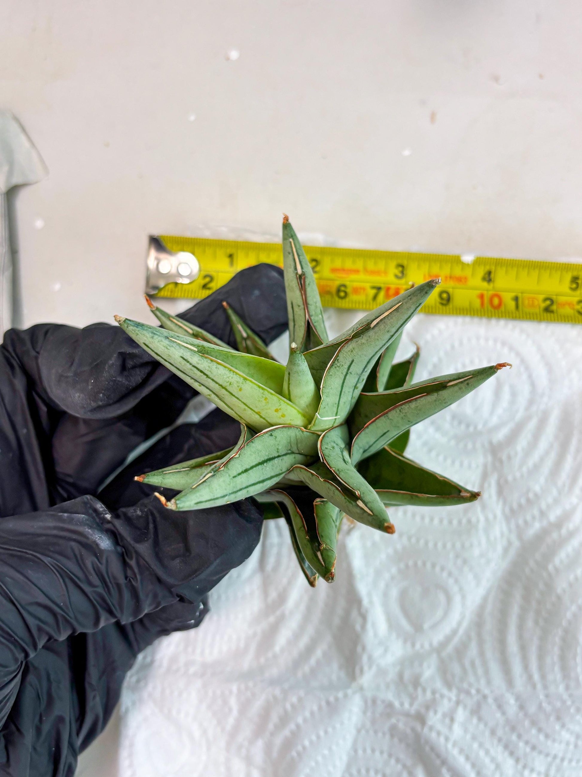 Sansevieria Protron (cj4) (3) | Rare Import
