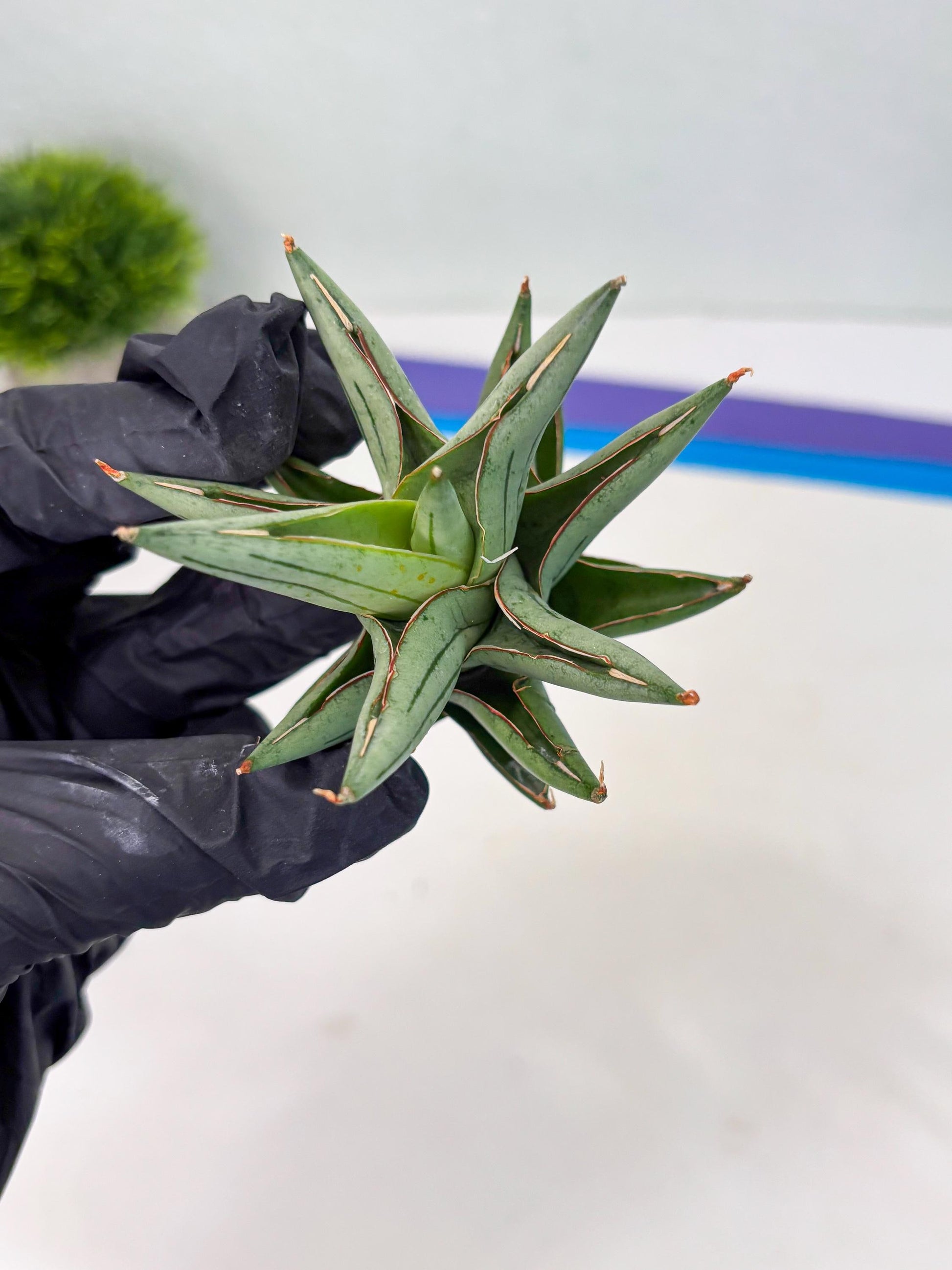 Sansevieria Protron (cj4) (3) | Rare Import