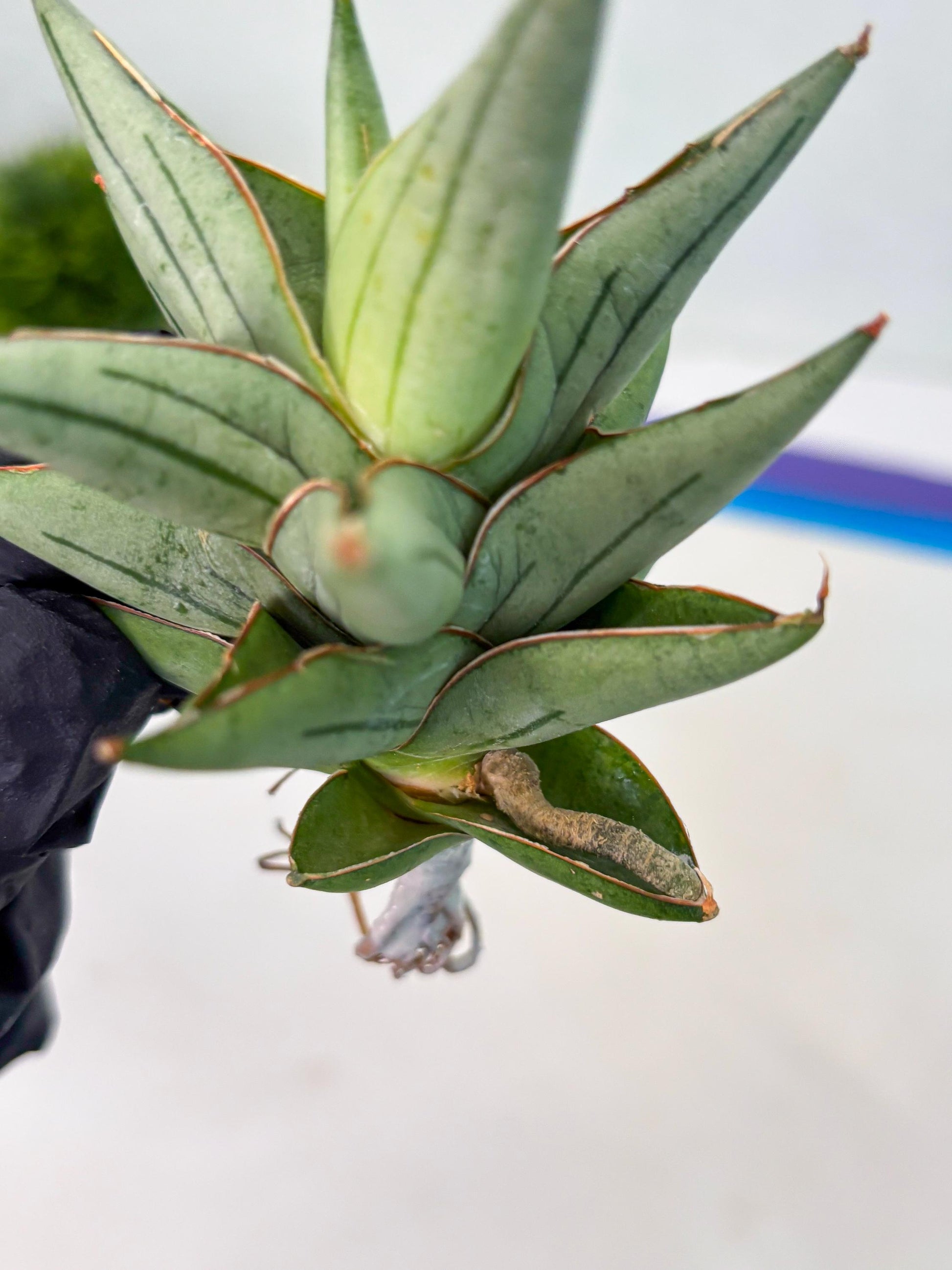 Sansevieria Protron (cj4) (3) | Rare Import