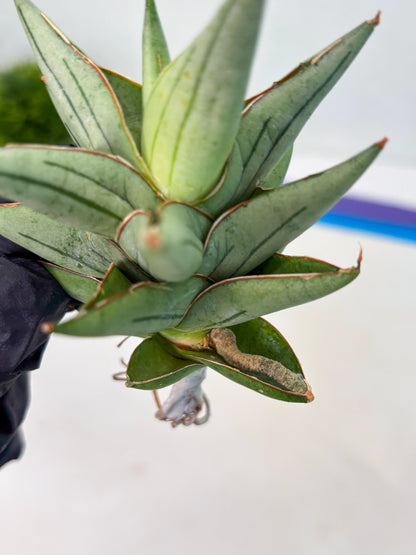 Sansevieria Protron (cj4) (3) | Rare Import