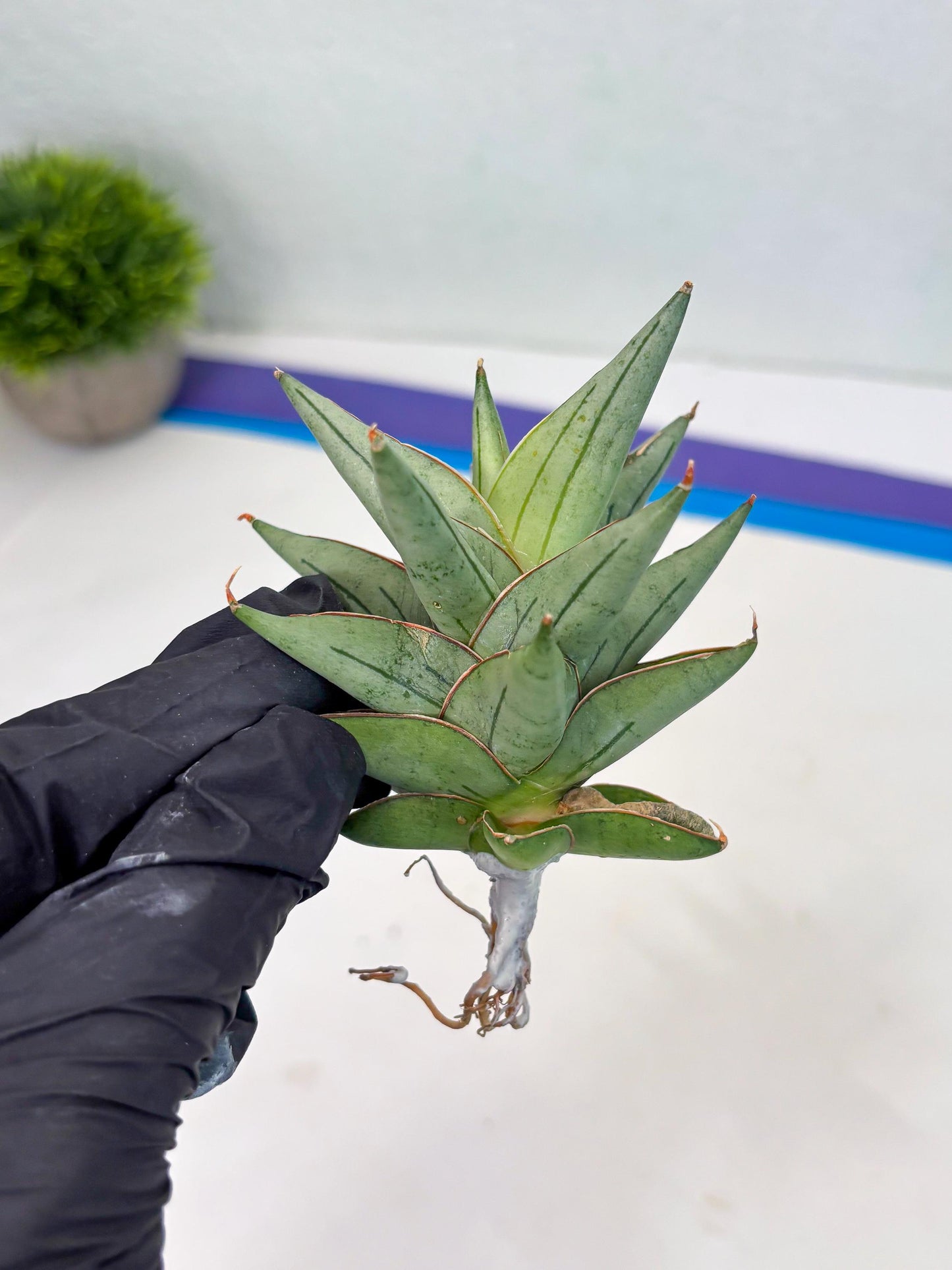 Sansevieria Protron (cj4) (3) | Rare Import