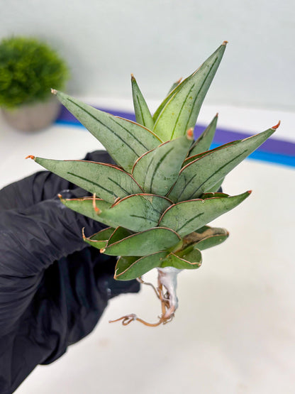 Sansevieria Protron (cj4) (3) | Rare Import