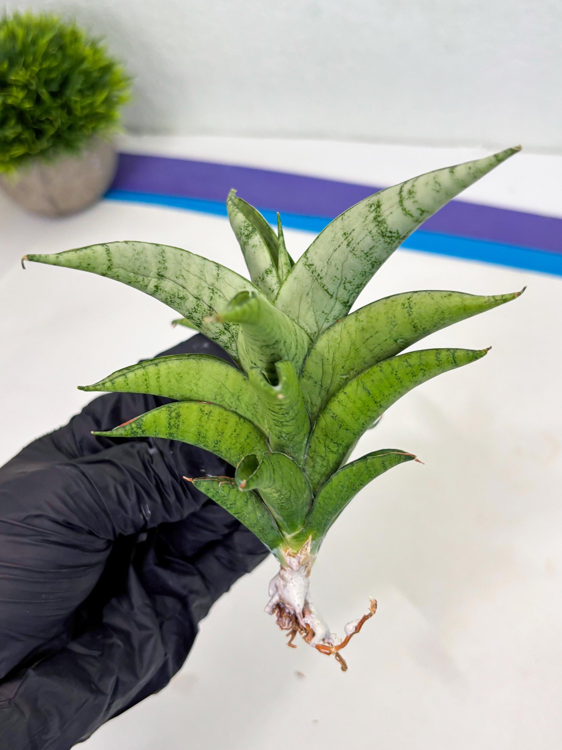 Sansevieria Soursop (cj4) (7) | Rare Import