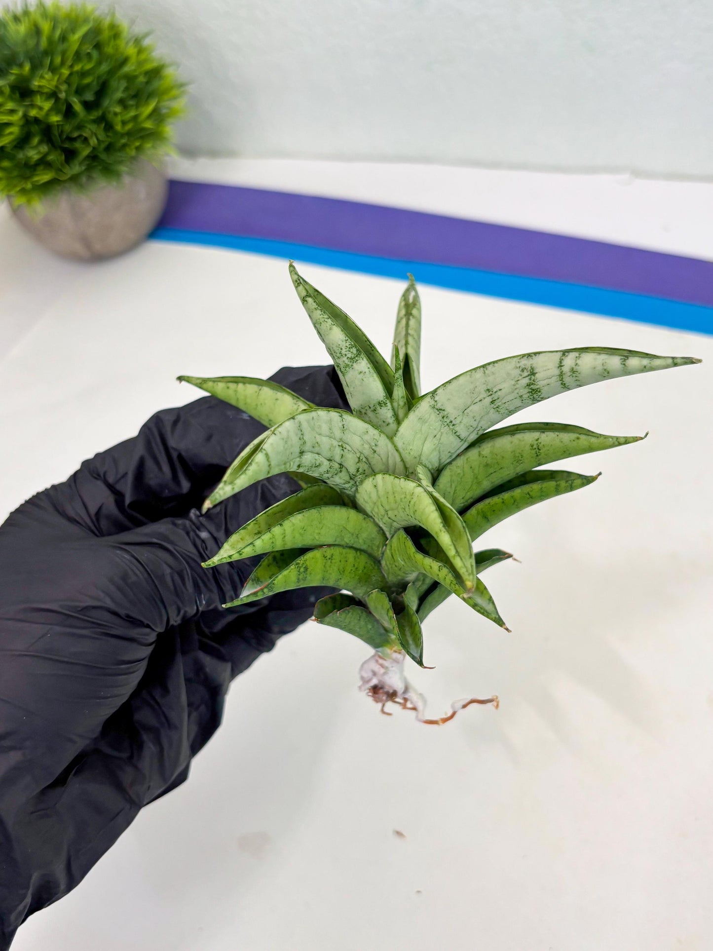 Sansevieria Soursop (cj4) (7) | Rare Import