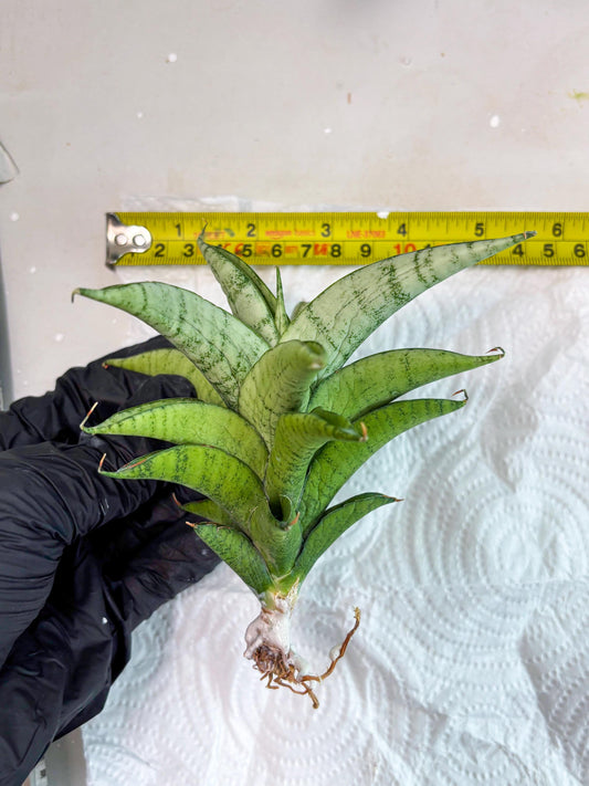 Sansevieria Soursop (cj4) (7) | Rare Import