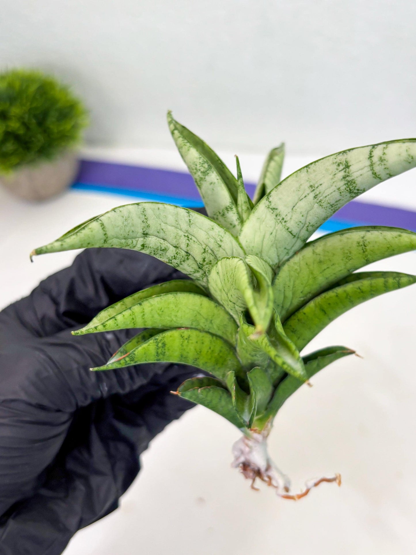 Sansevieria Soursop (cj4) (7) | Rare Import