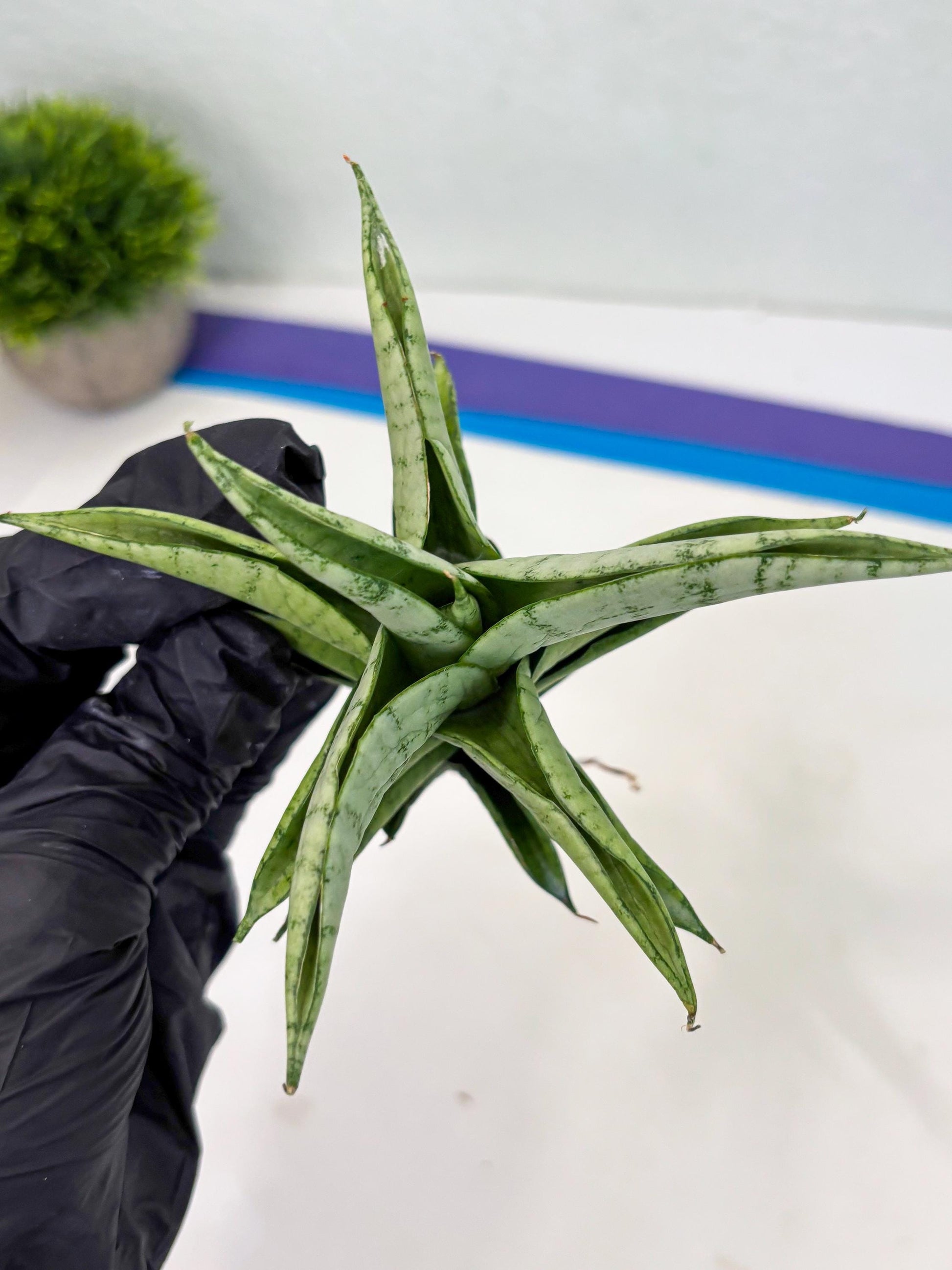 Sansevieria Soursop (cj4) (7) | Rare Import
