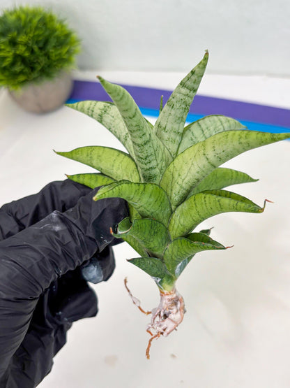 Sansevieria Soursop (cj4) (7) | Rare Import