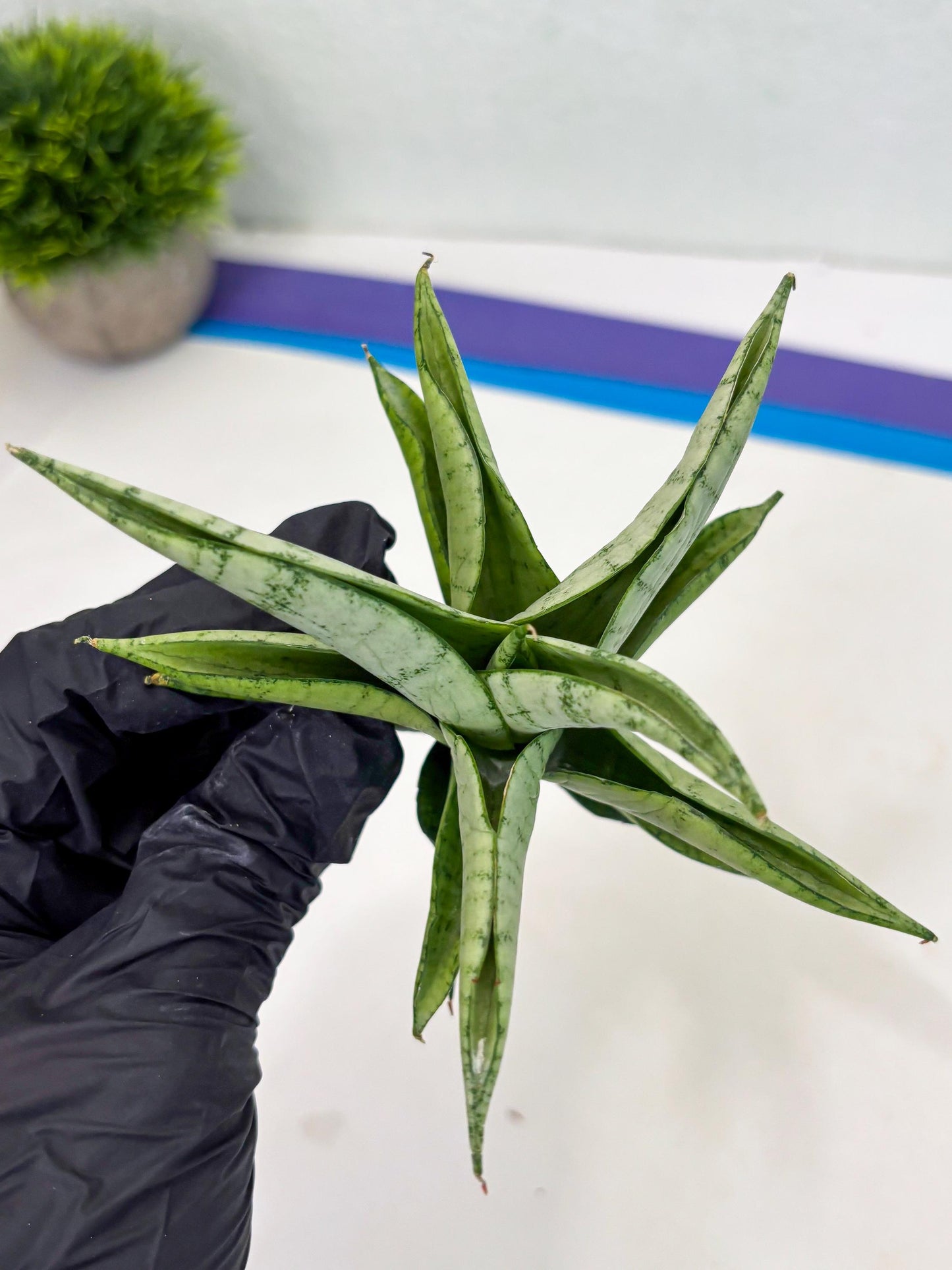 Sansevieria Soursop (cj4) (7) | Rare Import